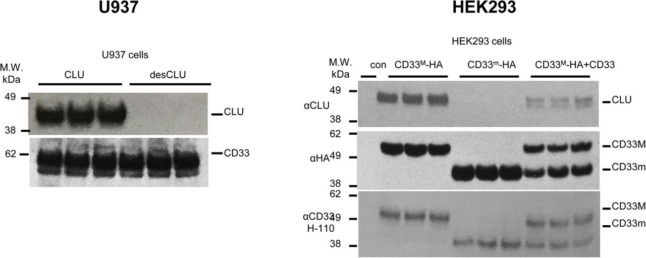 Left : endogenous CD33 M co-immunoprecipitates sialylated CLU, but not desialylated CLU in U937 cells. Representative western blot for . Top blot : representative western blots of anti-CD33 co-immunoprecipitation products, blotted with anti- CLU antibodies. Lower blot : anti-CD33 co-immunoprecipitation products probed with anti-CD33 antibody, showing equivalent pulldown. This data is quantified in , left panel. Each lane shown represents one independent biological replication of the respective condition. Right : exogenous CD33 M but not CD33 m co-immunoprecipitates with CLU in HEK293 cells. Representative western blot for . Top panel: Representative western blots showing co-precipitation of CLU with CD33 M in HEK293 cells expressing CD33 M only (CD33 M /CD33 M dimers), or in HEK293 cells expressing both CD33 M and CD33 m (CD33 M /CD33 M ; CD33 M /C D33 m or CD33 m /CD33 m dimers) (CLU does not co-precipitate with CD33 in cells expressing only CD33 m ). Top blot : anti-HA pulldown probed with anti-CLU antibody. Middle blot : same IP products probed with anti-HA antibody. Lower blot : Protein input before precipitation probed with anti-CD33 antibody. This data is quantified in . In , the data for HEK293 cells expressing both CD33M and CD33m is displayed in the third column is the ratio of CLU immunoreactive band intensities versus just the CD33M band intensity. In the fourth column, the same CLU immunoreactive band intensity is expressed as the ratio of the cumulative band intensities as measured by HA immunoreactivity for both CD33m and CD33M isoforms.Each lane shown represents one independent biological replication of the respective condition. 