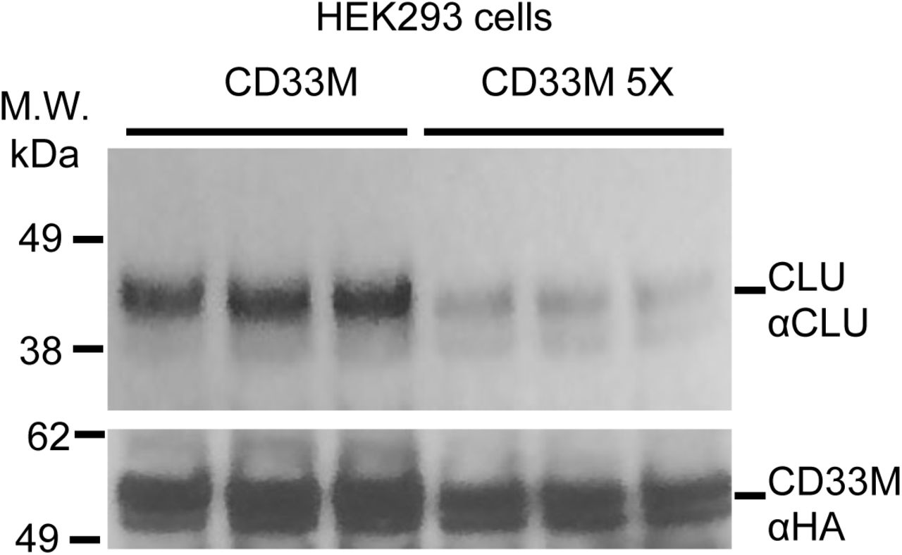 Co-IP studies on lysates from HEK293 cells expressing similar quantities of CD33 M ( bottom panel ) reveal that much less CLU ( top panel ) is co-precipitated with the CD33 M 5X dimer interface mutant than with wild type CD33 M . This is a representative blot for data for multiple biologica; replicates and is quantified in . Each lane shown represents one independent biological replication of the respective condition 