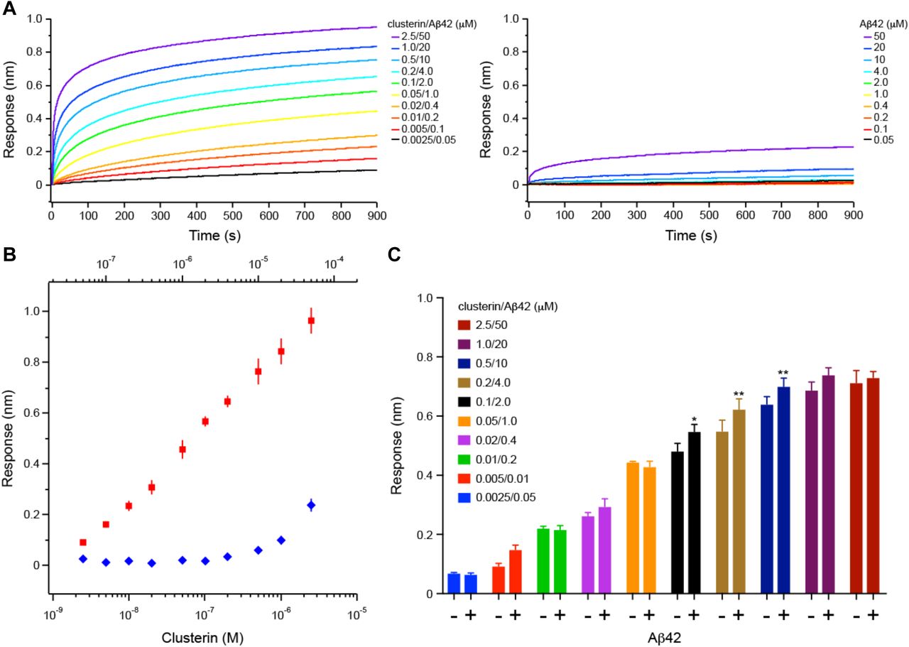 A. Binding curves of <t>clusterin/Aβ42</t> mixture (left panel) or Aβ42 (right panel). Each binding curve is the average of four independent measurements. Clusterin and Aβ42 concentrations are indicated. B. Steady-state BLI analysis of the clusterin/Aβ42 mixture (red square) or Aβ42 (blue diamond) binding to CD33 M ECD. Error bars represent SD. C. The bar chart of each data point presented in B. Error bars represent SD. Statistical analysis was performed using two-way ANOVA followed by Bonferroni’s multiple comparison test (n = 4, * p <0.05, ** p <0.01 vs clusterin alone). 