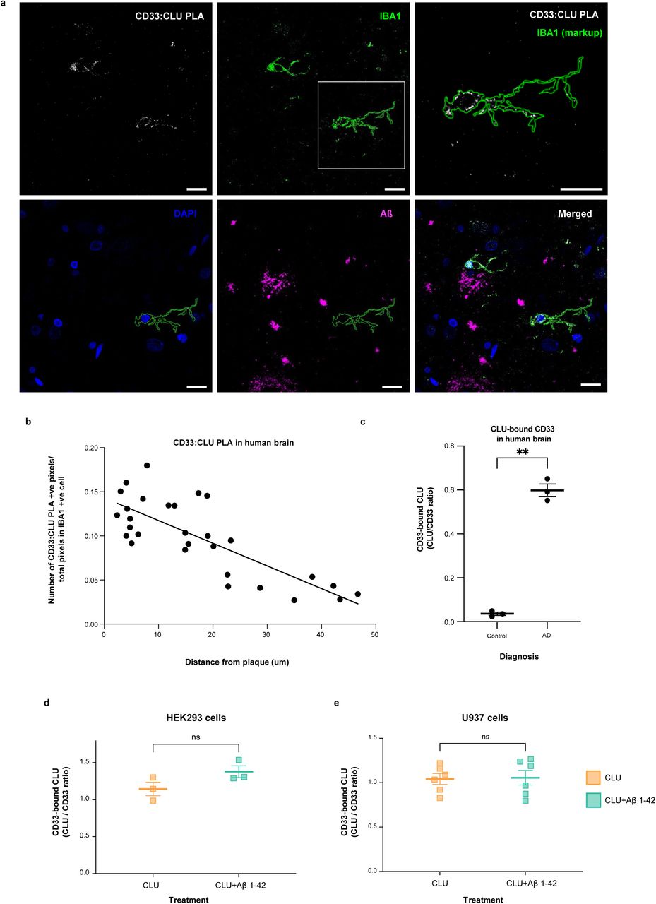 a. In situ Proximity ligation assay for CD33-bound CLU on IBA-1 positive microglial cells in post-mortem human AD brain . Representative confocal microscopy images showing CD33:CLU PLA signals in microglia close to amyloid plaques in human AD brain cortex (63x, scale bar = 50 µm). An enlarged view of the PLA signal is shown in the upper right panel. FFPE sections were stained for 6E10 Aβ = violet; IBA1 microglia = green; PLA = red; and DAPI nucleus = blue. b. Dot plot showing In vivo correlations between microglial CD33:CLU PLA signal intensity and the distance of the microglial cell from Aβ plaque. The proportion of CD33-CLU positive pixels for each IBA-1 positive microglial cell was plotted relative to the distance of that cell from the edge of Aβ plaque (r 2 = 0.6235). There was a negative correlation between distance from the plaque edge and the proportion of CD33-CLU PLA positive pixels in microglia in human AD brain (spearman r = -0.739, p < 0.0001, n = 29 microglia from n = 2 independent AD affected brains). c. More endogenous CLU can be co-immunoprecipitated with endogenous CD33 from human AD brain than from control brain. The graph shows quantification of CLU:CD33 co-immunoprecipitation (CD33-bound CLU) in brain lysates from AD cases (n = 3), but only weak CLU:CD33 co-immunoprecipitation is seen in brain lysates from control cases (n = 3). Representative co-IP western blot of lysates and anti-CD33 co-immunoprecipitation products probed with anti-CLU antibodies is observed in . *** = p < 0.001; ANOVA; error bars = mean ± SEM; n = 3 independent samples. Because both CLU and CD33 levels are highly variable in post-mortem tissue, brains were selected based on equal expression levels of both CLU and CD33 from a panel of n=53 control and AD cerebral cortices. d. Native human CLU (either alone or complexed with Aβ1-42 oligomers) also binds exogenous human CD33 M on transfected HEK293 cells. The graph shows quantification of CLU:CD33 co-IP products (CD33-bound CLU). A representative co-IP western blot is shown in , right panel. There is no significant difference in the amount of CLU bound to CD33M in lysates from HEK293 cells expressing exogenous CD33M and exposed to CLU alone versus CLU plus Aβ oligomers. NS = not significant; Student t-test; error bars = mean ± SEM CLU: 1.145± 0.0904; CLU+Aβ1-42: 1.379± 0.0798; n = 3. Each dot represents one independent biological replication of the respective condition e. Native human CLU (either alone or complexed with Aβ1-42 oligomers) also binds endogenous human CD33 M physiologically expressed on U937 cells . Representative co-IP western blot is shown in , left panel. There is no significant difference in the amount of CD33-bound CLU in lysates from U937 cells exposed to CLU alone versus CLU plus Aβ oligomers NS = not significant; Student t-test; error bars = mean ± SEM; CLU: 0.928± 0.06; CLU+Aβ1-42: 0.881± 0.0491; n = 6. Each dot represents one independent biological replication of the respective condition. 