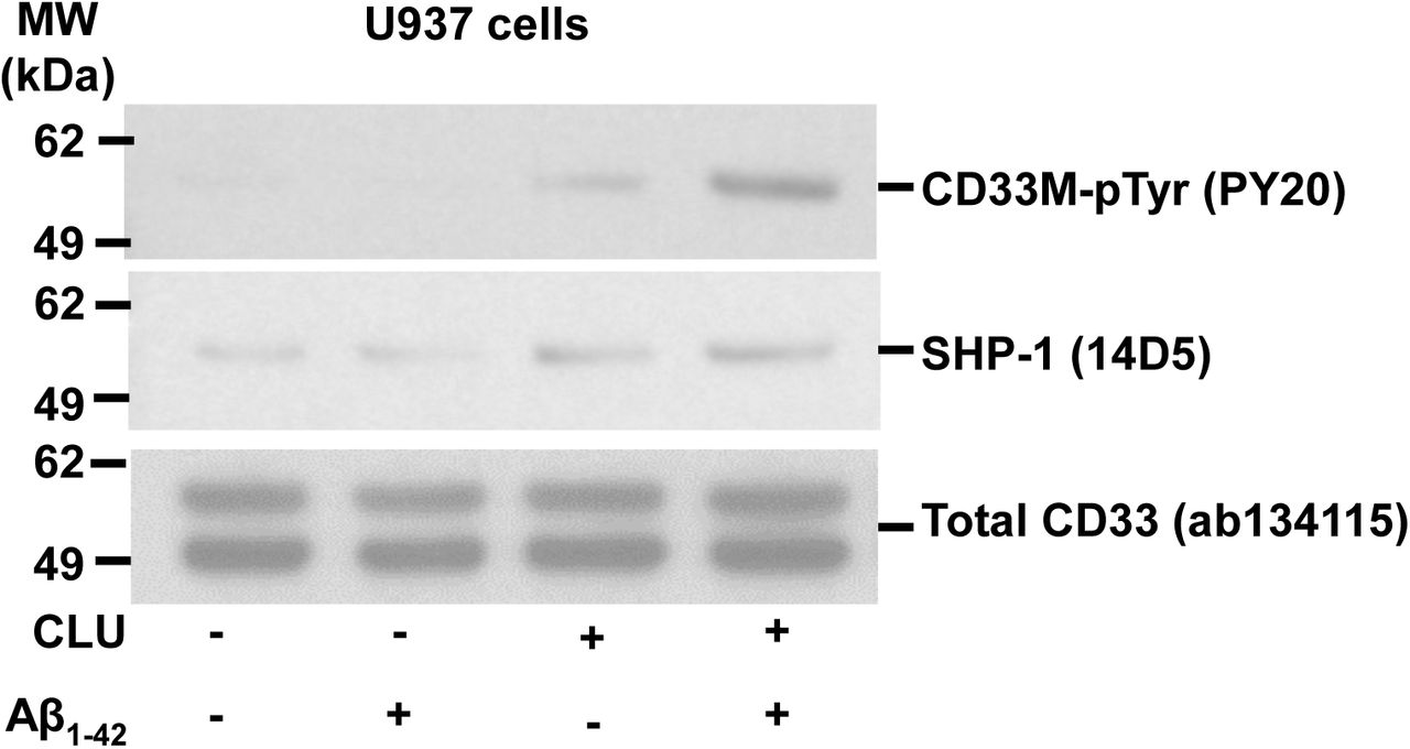 Representative blot of n ≥ 3 independent biological replications for the graph in , showing that human plasma CLU alone, and especially human CLU + Aβ oligomers induce ITIM tyrosine phosphorylation of endogenous CD33 (top panel) and recruitment of endogenous SHP-1 (middle panel) in human monocytic U937 cells. 