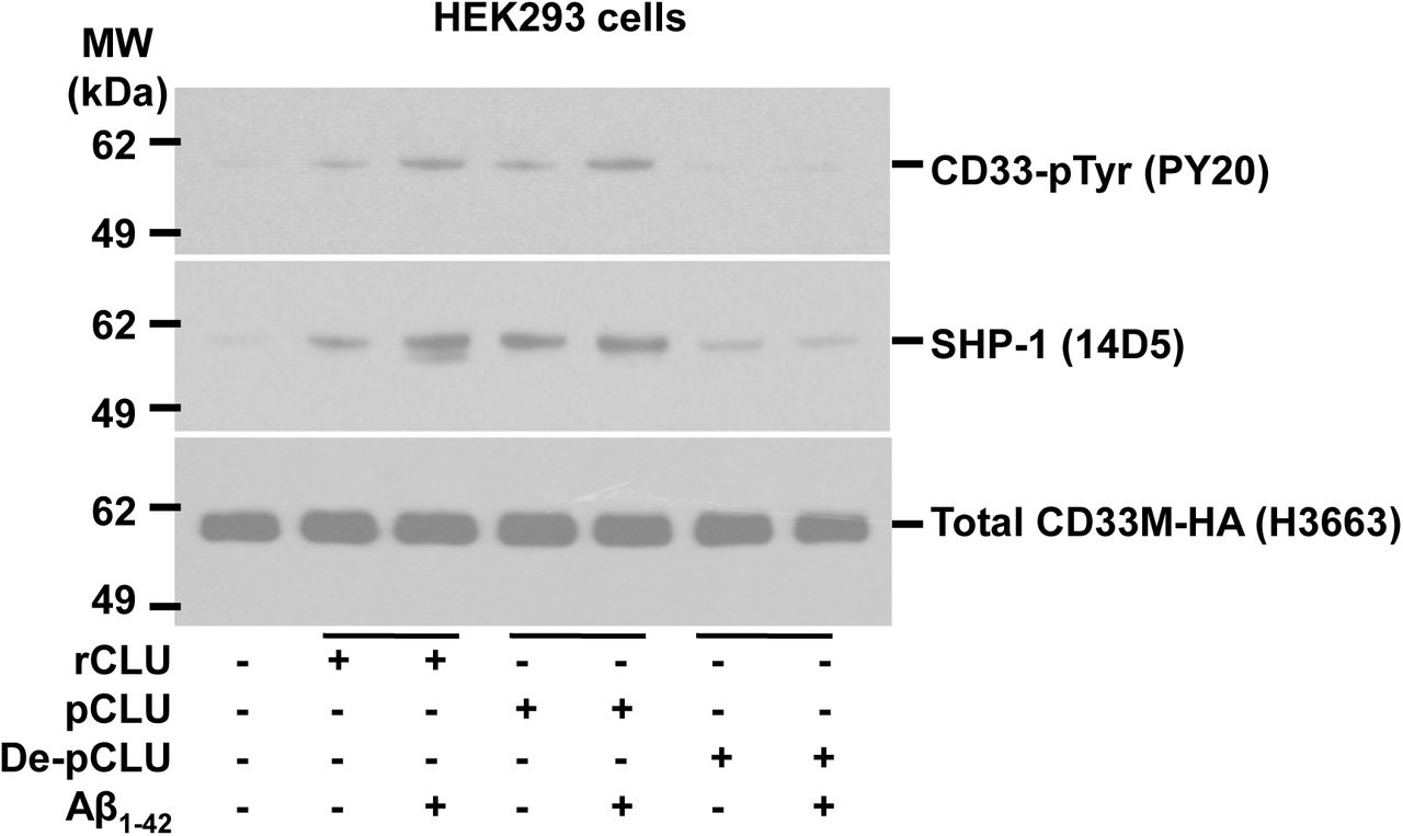 Representative western blot of n = 3-4 independent biological replications with different cell lines for . Recombinant human clusterin (rCLU) and native human plasma clusterin (pCLU), but not desialylated clusterin equivalently activate CD33M ITIM phosphorylation and SHP-1 recruitment in HEK293 cells. CD33M tyrosine phosphorylation (top panel) and SHP-1 recruitment (middle panel) were measured by Western blots band intensity ratios for pY20-phosphotyrosine immunoreactive CD33M versus total CD33M (bottom panel) by co-IP western blots.. 