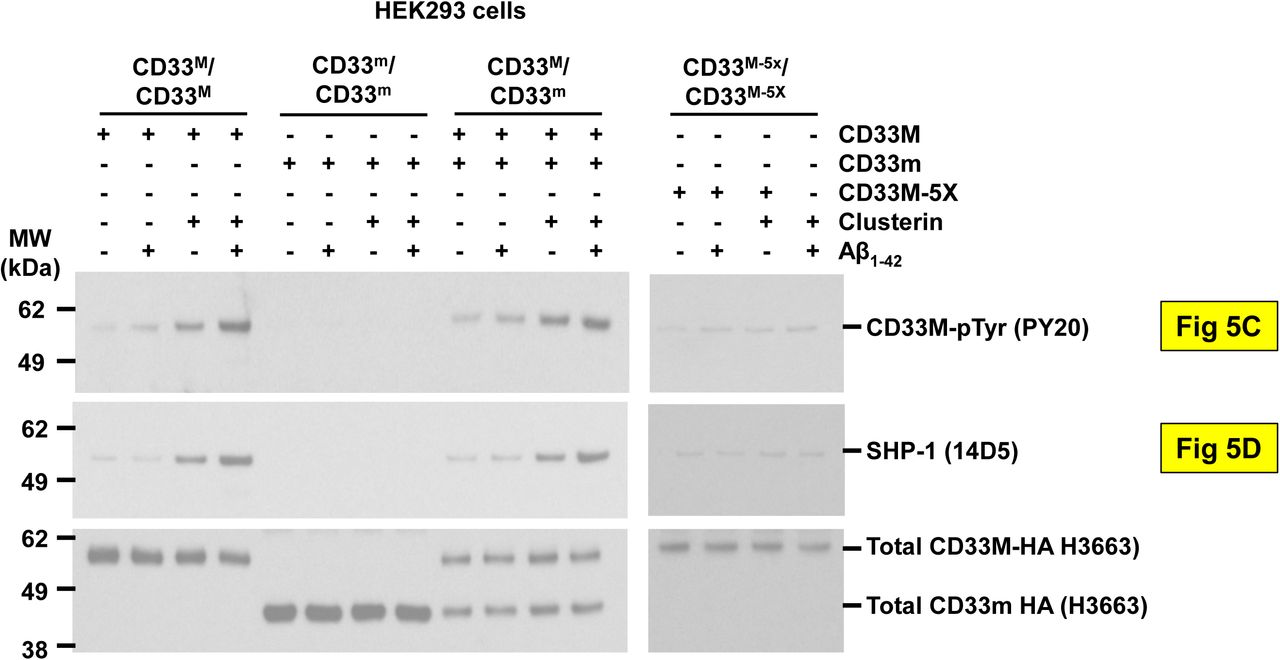 Representative western blot from n = 3 independent biological replications for . CLU + Aβ induces greater CD33 ITIM phosphorylation (top panel) and SHP-1 recruitment (bottom panel) than CLU alone, but only in CD33M expressing cells. Quantification of western blots of anti-CD33 immunoprecipitates probed with pY20 anti-phosphotyrosine, SHP-1 or anti-HA antibodies reveals that treatment with CLU alone, and especially treatment with CLU + Aβ oligomers, increases CD33 tyrosine phosphorylation and SHP-1 recruitment in cells expressing either CD33M only or CD33M plus CD33 m . No CD33 phosphorylation or SHP-1 recruitment was observed in cells expressing only CD33m, and very little in CD33M 5X cells. n = 3 replications. 