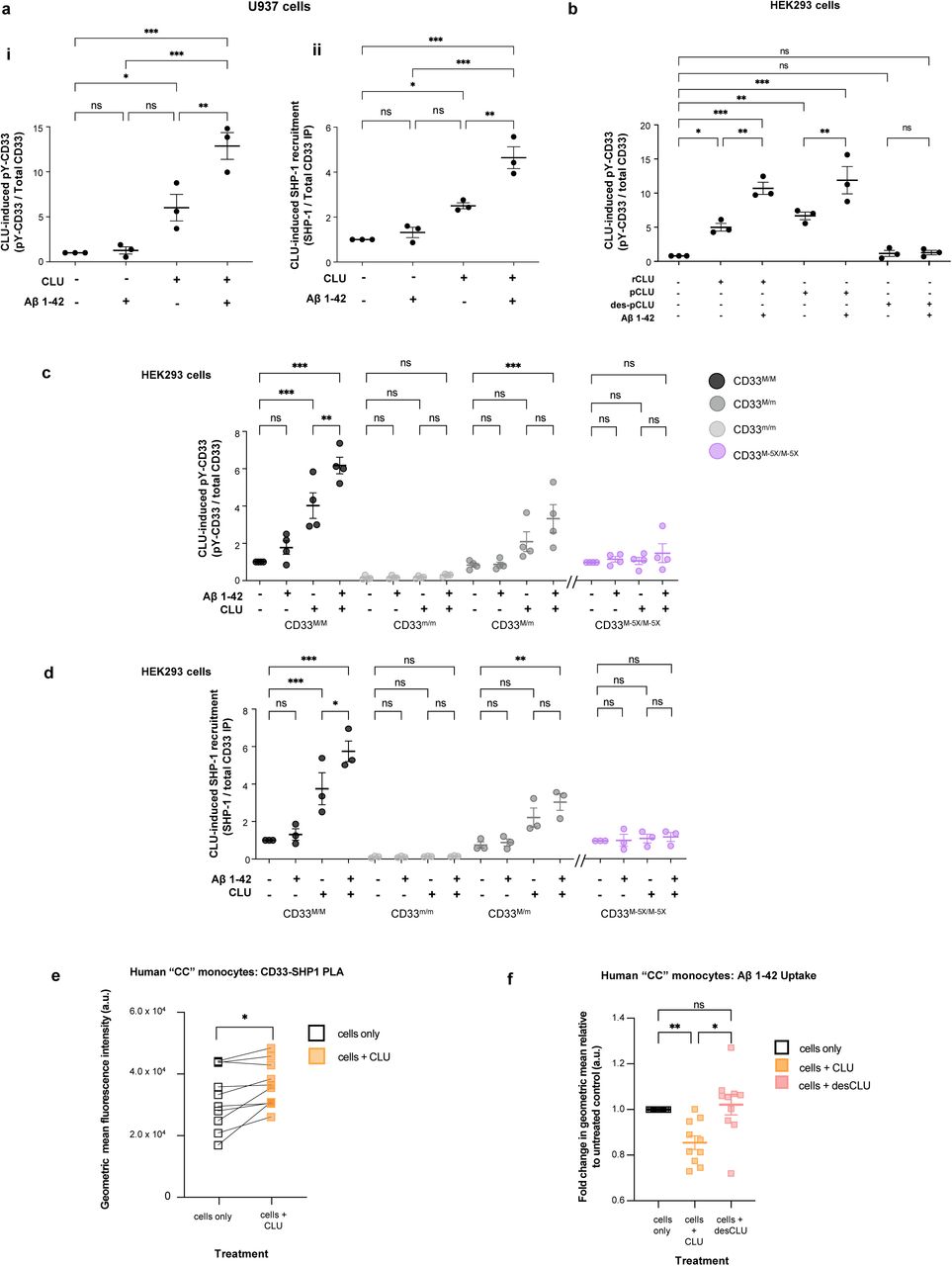 a. Human plasma CLU alone, and especially human CLU + Aβ oligomers induce ITIM tyrosine phosphorylation of endogenous CD33 (left panel) and recruitment of endogenous SHP-1 (right panel) in human monocytic U937 cells. Quantification of CD33 phosphotyrosine (pY20 antibody immunoreactive anti-CD33 IP products) and of SHP-1 recruitment (anti-SHP-1 immunoreactive anti-CD33 IP products) using band intensity (representative blots are in . * = p <0.05; *** = p <0.001; NS = not significant; ANOVA with Tukey post-hoc correction; error bars = mean ± SEM; For CD33 M -pTyr, No treatment: 1.00±0.0; Aβ treatment: 1.367±0.4107; CLU treatment: 6.283±1.667; CLU + Aβ treatment: 11.92±1.116; For SHP-1, No treatment: 1.00±0.0; Aβ treatment: 1.447±0.2726; CLU treatment: 2.589±0.0688; CLU + Aβ treatment: 4.362±0.5971, n ≥ 3 independent biological replications. b. Recombinant human clusterin (rCLU) and native human plasma clusterin (pCLU), but not desialylated clusterin (desCLU) equivalently activate CD33 ITIM phosphorylation and SHP-1 recruitment in HEK293 cells . CD33 tyrosine phosphorylation and SHP-1 recruitment were measured by western blots band intensity ratios for pY20-phosphotyrosine immunoreactive CD33 versus total CD33 by co-IP western blots. with different cell lines are available in . c. CLU + Aβ induces greater CD33 ITIM phosphorylation than CLU alone, but only in CD33M expressing cells. Quantification of western blots of anti-CD33 immunoprecipitates probed with pY20 anti-phosphotyrosine or anti-HA antibodies reveals that treatment with CLU alone, and especially treatment with CLU + Aβ oligomers, increases CD33 tyrosine phosphorylation in cells expressing either CD33M only or CD33 M plus CD33 m . No CD33 phosphorylation was observed in cells expressing only CD33 m , and very little in CD33 M-5X cells. n = 3 replications. Representative western blots are in . d. CLU + Aβ induces greater CD33 SHP-1 recruitment than CLU alone, but only in CD33M expressing cells. Quantification of western blots of anti-CD33 immunoprecipitates probed with SHP-1 or anti-HA antibodies reveals that treatment with CLU alone, and especially treatment with CLU + Aβ oligomers, increases SHP-1 recruitment in cells expressing either CD33M only or CD33 M plus CD33 m . No SHP-1 recruitment was observed in cells expressing only CD33 m , and very little in CD33 M-5X cells. n = 3 replications. Representative western blots are in . e. Treatment of human monocytes with 0.06 µM CLU for 15 min at 37°C increases binding of CD33 and SHP-1. Human monocytes (genotype CD33 rs3865444 CC ) were treated with CLU and then a proximity ligation assay (PLA) was performed to examine CD33-SHP-1 interaction. Median fluorescence intensity of the PLA of CD33-SHP-1 was measured and analyzed in relation to untreated monocytes from the same individuals. Data were analyzed using paired t-test on GraphPad Prism. *, p<0.05. f. CD33 rs3865444 CC risk genotype-dependent effect of CLUon monomeric Aβ1-42 uptake by human monocytes. Human monocytes (genotype CD33 rs3865444 CC ) were treated with either CLU or desCLU, and the effect on Aβ1-42 uptake was assessed by flow cytometry. CLU significantly reduces the Aβ 1-42 uptake compared to the media control or desCLU treatment. Data were analyzed using geometric mean intensity of HiLyte™ Fluor 647 conjugated Aβ 1-42, n = 10 unrelated donors each examined once. Each dot represents an individual donor. Data were analyzed using ANOVA on GraphPad Prism. **, p<0.01; *, p<0.05. 