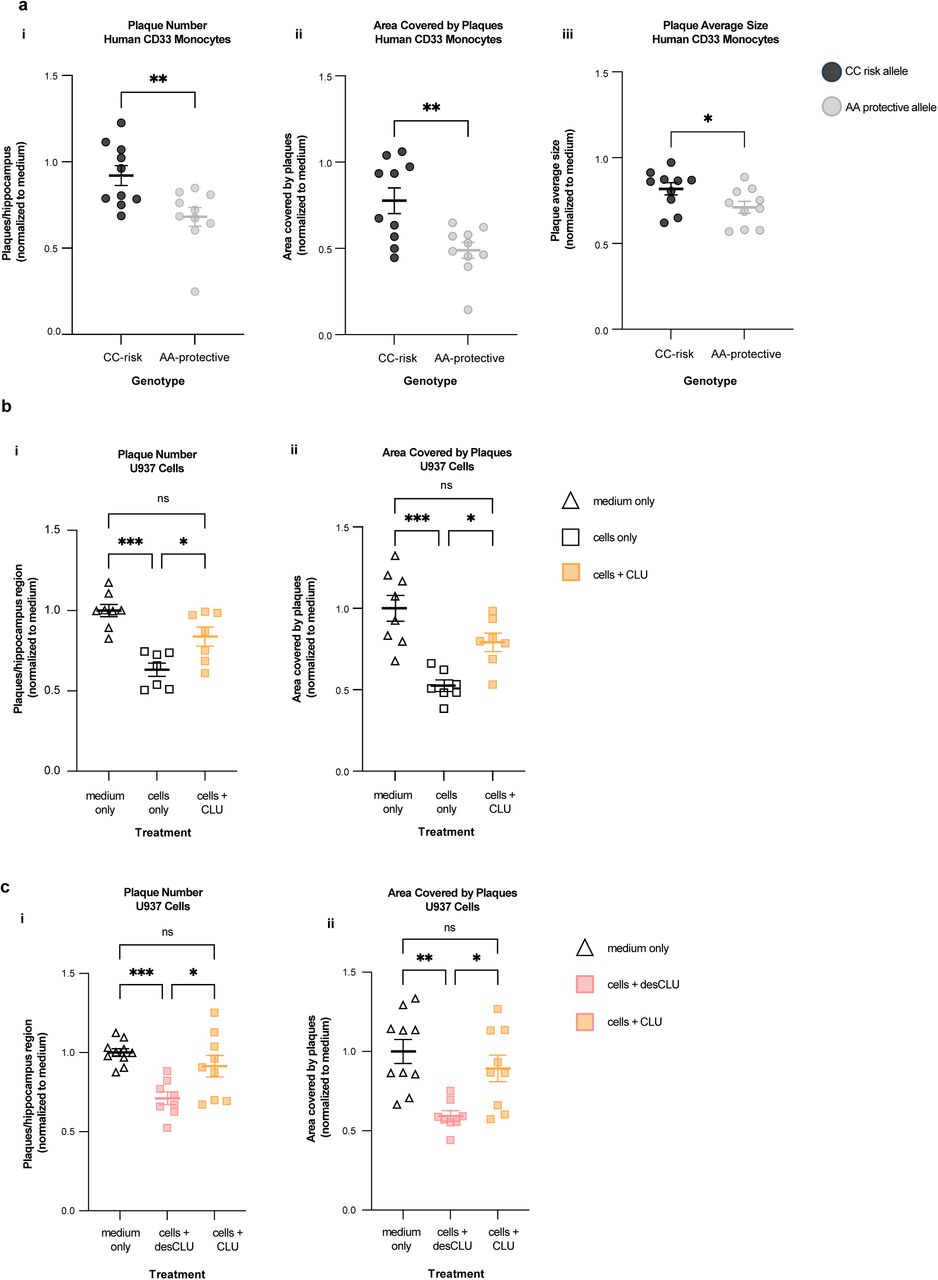 a. Compared to monocytes from human CD33 “AA” protective allele carriers, monocytes from CD33 “CC” risk allele carriers have reduced clearance of human amyloid plaques in ex vivo brain slices from 5XFAD transgenic human APP mice. Serial sections of unfixed brain from 5XFAD mice were incubated 48 hours with medium only, or with medium plus PBMCs from AA (protective) or CC (risk) allele carriers. Plaques were quantified by anti-Aβ immunofluorescent staining. The results were expressed as plaque number (i), brain area covered by plaques (ii) and plaque size (iii). The results were normalised to the results for medium only. N = 10 independent replications. ***p<0.001, *p<0.05; unpaired student’s t-test; error bars = mean ± SEM. Representative images are in . b. Human U937 monocytic cells clear amyloid plaques from ex vivo brain slices, and this is impaired by CLU. Clearance of Aβ plaques from three serial sections of unfixed 5XFAD brain was quantified by immunofluorescent staining of hippocampal Aβ plaques following 48h incubation with medium only, with U937 cells only, or U937 cells + CLU. Results are expressed as number of plaques (i) or area covered by Aβ (ii), and were normalised to the result for slices exposed to medium only. *p<0.05, **p< 0.01, ***p<0.001; unpaired student’s t-test; error bars = mean ± SEM n = 8 replications. Representative images are in . c. Compared to CLU, desCLU does not downregulate clearance of Aβ plaques by human U937 monocytic cells. Clearance of Abeta plaques was quantified by immunofluorescent staining of hippocampal Aβ plaques in three serial sections from 5XFAD brain following 48h incubation with medium only, with U937 cells plus medium containing desCLU, or with U937 cells plus medium containing CLU. Results are expressed as number of plaques (i) or area covered by Aβ (ii) and representative images are in . *p<0.05, **p<0.01, ***p<0.001, one-way ANOVA Tukey’s multiple comparisons test; error bars = mean ± SEM, n = 10 replications. 