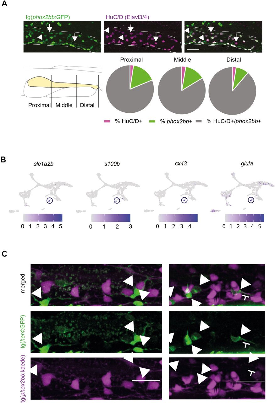 A) HuC/D antibody staining shows that most HuC/D+ cells in the intestine express phox2bb, but also show phox2bb+/HuC/D-cells (progenitors) depicted by arrowheads and phox2bb-;HuC/D+ cells (differentiated neurons) depicted by arrows. Scale bar represents 40 μm. Quantification of the relative amount of double and single positive cells are presented in pie charts (n=9). B) Featureplots showing selective expression of <t>cx43,</t> glula, slc1a2b and s100b in one specific cluster of enteric glia depicted by the circle. C) Live-imaging of 5 dpf tg(8.3phox2bb:kaede);tg(her4:GFP) intestines shows phox2bb-;her4+ cell depicted by the arrowheads that are in close proximity to, or seem to interact with phox2bb+ neurons. Scale bar represents 20 μm.