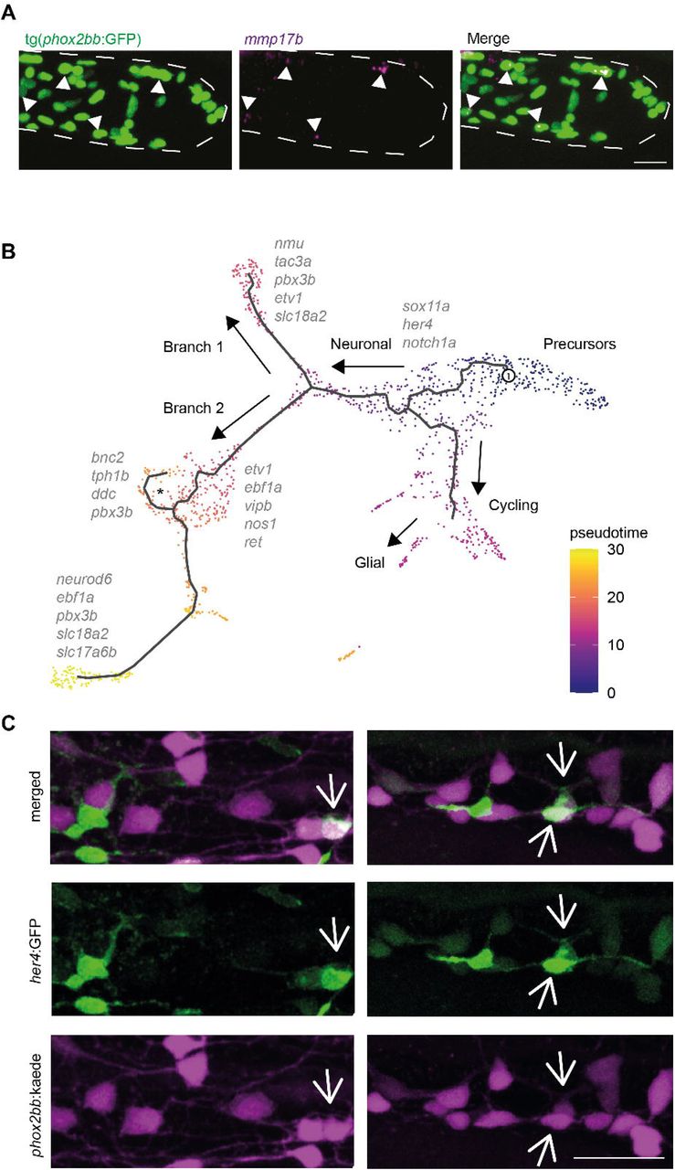 A) Immunohistochemistry staining of Cx43 in the tg(phox2bb:GFP) reporter line shows non overlapping ... A) Immunohistochemistry staining of Cx43 in the tg(phox2bb:GFP) reporter line shows non overlapping expression in the intestine. Representative images from 4 dpf larvae. Scale bar represents 40 μm. B) Upper graph showing the percentage of larvae that contained Cx43 cells in their proximal, middle and distal intestine. The lower graph shows the number of Cx43 cells per larvae in the proximal, middle and distal intestine (n=19).. B) Pseudotime color-coded featureplot showing a bifurcation towards neuronal differentiation (sensory IPAN: branch1 and inhibitory motor neurons: branch2 containing a secondary branch towards serotonergic neurons marked with the asterix). C) Live-imaging of 5 dpf tg(8.3phox2bb:kaede);tg(her4:GFP) intestines shows phox2bb+;her4+ cells, representing cells undergoing differentiation from progenitor state towards neuronal or glial fate. Scale bar represents 20 μm.