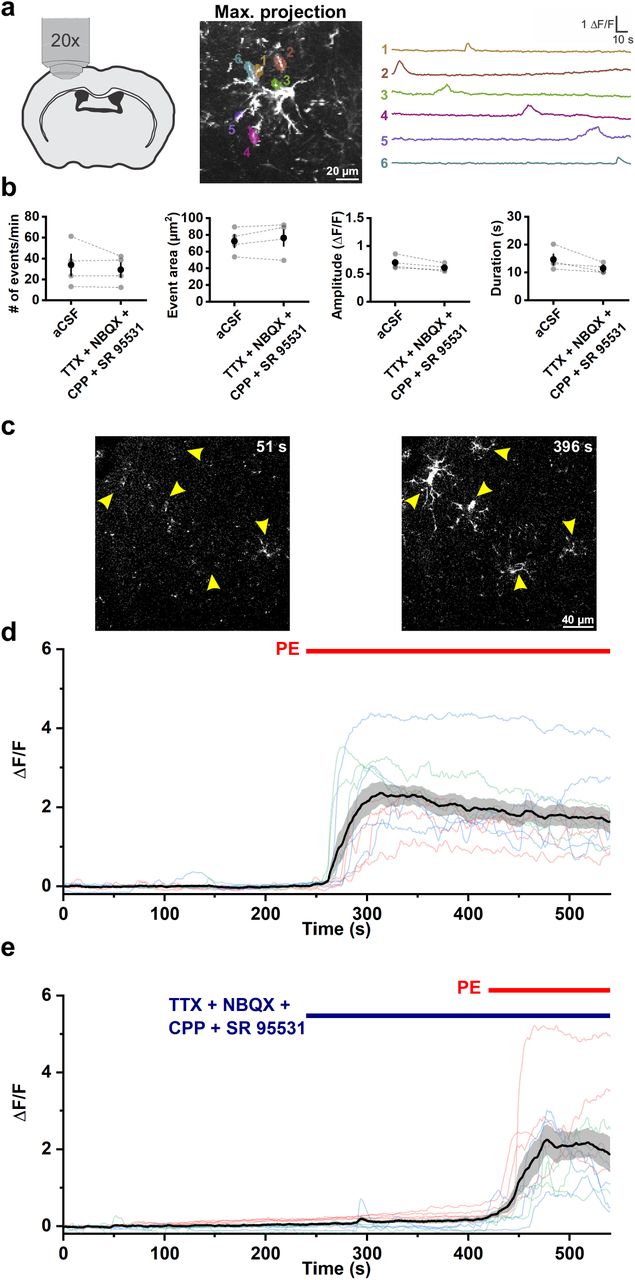 a , Example ΔF/F traces of OPC membrane Ca 2+ transients observed in acute cortical slices in <t>ACSF</t> at RT. The morphology of the mGCaMP6s-expressing OPC was visualized by perfusing 10 μM of phenylephrine (PE) at the end of the recording (Also see in c). b , Comparing the average event frequency, area, amplitude and duration of the OPC membrane Ca 2+ transients with and without the inhibitor cocktail containing: TTX (1 μM), NBQX (10 <t>μM),</t> <t>CPP</t> (10 μM) and SR 95531 (20 μM). n = 4 mice. Paired sample Student’s t-test. c , Representative images showing the evoked Ca 2+ influx in the mGCaMP6s-expressing OPCs (yellow arrowheads) after the perfusion of PE (396 s) compared to ACSF only (51 s). d , Quantification of c. The black line and the shaded area represent mean ± SEM. n = 11 cells, 3 mice (color-coded). e , Quantification of the ΔF/F value from 10 OPCs in 3 mice (color-coded) when perfused with PE in the presence of the inhibitor cocktail.