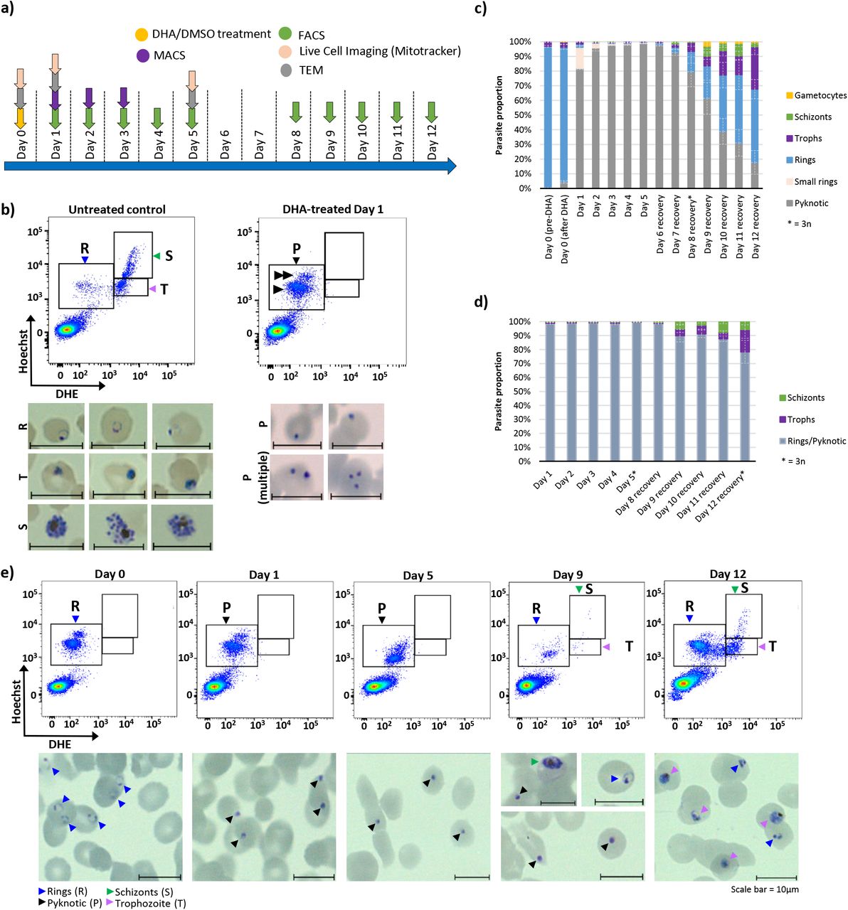 Hoechst33342 Becton Dickinson Bioz