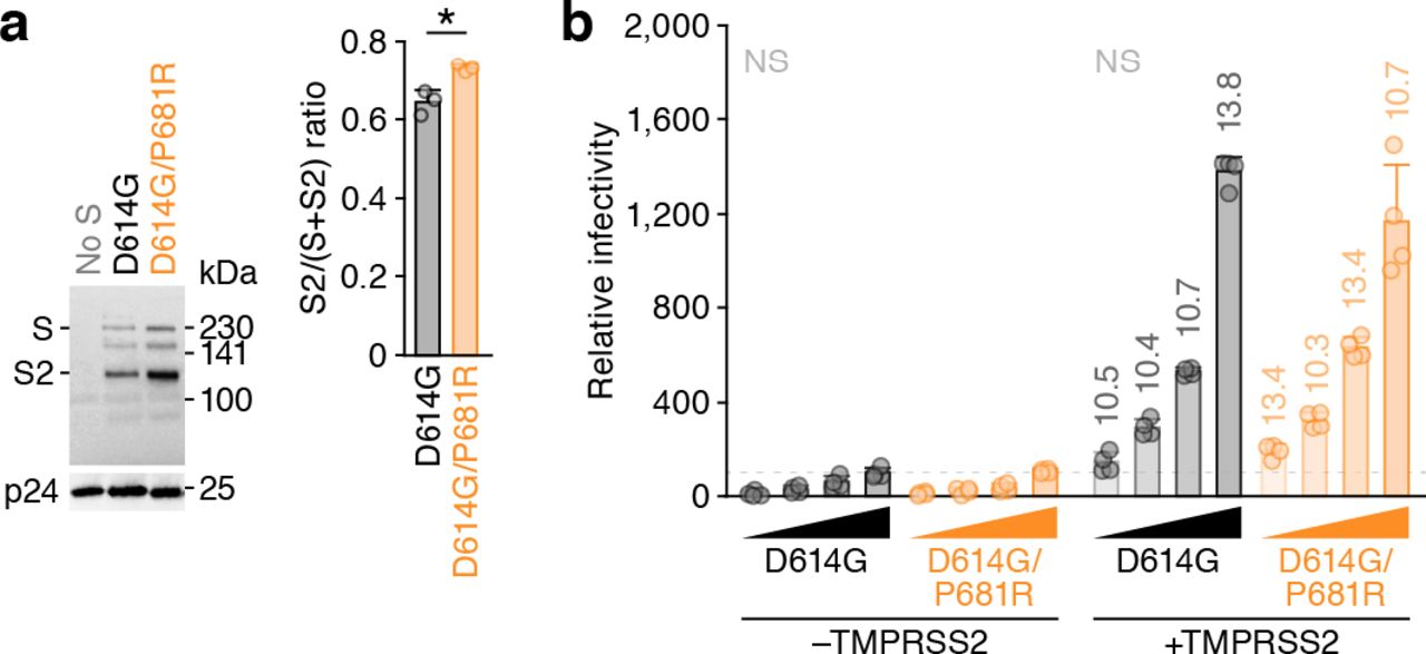 a, Western blotting of pseudoviruses. (Left) Representative blots of SARS-CoV-2 full-length S and cleaved S2 proteins as well as <t>HIV-1</t> <t>p24</t> capsid as an internal control. kDa, kilodalton. (Right) The ratio of S2 to the full-length S plus S2 proteins on pseudovirus particles. b, Pseudovirus assay. The HIV-1-based reporter virus pseudotyped with the SARS-CoV-2 S D614G or D614G/P681R was inoculated into HOS-ACE2 cells or HOS-ACE2/TMPRSS2 cells at 4 different doses (125, 250, 500 and 1,000 ng HIV-1 p24 antigen). Percentages of infectivity compared to the virus pseudotyped with parental S D614G (1,000 ng HIV-1 p24) in HOS-ACE2 cells are shown. The numbers on the bars of the HOS-ACE2/TMPRSS2 cell data indicate the fold change versus the HOS-ACE2 cell data. Assays were performed in quadruplicate. NS, no statistical significance.