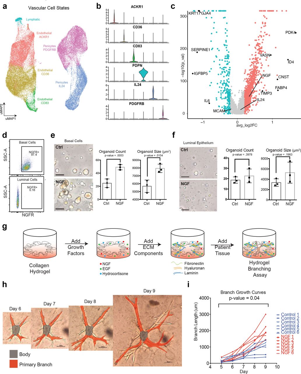 Exogenous Human Ngf PeproTech Bioz
