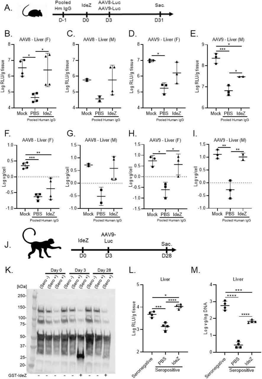A , Experimental timeline of IgG, IdeZ and AAV8 or AAV9-Luc injections. Sac., sacrifice followed by tissue harvest. Mice were injected intraperitoneally with pooled human IgG. The same mice were injected intravenously 24 hours later with PBS or recombinant GST-IdeZ (2.5 mg/kg). AAV8-Luc or AAV9-Luc was injected 72 hours post IdeZ at a dose of 1 × 10 13 vg/kg. Luciferase transgene expression levels were analyzed 4 weeks post-injection in the liver; AAV8 ( B,C ); AAV9 ( D,E ). Luciferase expression levels were normalized for total tissue protein concentration and represented as log relative luminescence units per gram of tissue (log RLU/g tissue). Each dot represents the average of a technical duplicate from a single animal. Biodistribution of AAV8 and AAV9 Luc vector genomes in the liver; AAV8 ( F,G ); AAV9 ( H,I ). Vector genome copy numbers per cell were calculated by normalizing Luc copy numbers to copies of the Lamin B2 housekeeping gene and represented as log vg/cell. Each dot represents a technical duplicate from a single animal, and the dash represents the mean value. (F=female, M=male). J , Schematic demonstrating experimental timeline of IdeZ and AAV9-Luc injections in NHPs. AAV9 seropositive NHP M16558 (n=1) was administered IdeZ (0.5 mg/kg) via intravenous bolus injection on Day 0. AAV9-Luc was administered via intravenous bolus injection 72 hrs post-IdeZ injection at a dose of 5 × 10 12 vg/kg. K , NHP serum samples were analyzed by SDS-PAGE under reducing conditions and probed with Fc specific antibodies. L , Luciferase transgene expression levels were analyzed 4 weeks post-injection in the liver of NHPs. Luciferase expression levels were normalized for total tissue protein concentration and represented as log relative luminescence units per gram of tissue (Log RLU/g tissue). Each dot represents a single experiment of an individual liver lobe from a single animal. M , Biodistribution of AAV9 Luc vector genomes in the liver of NHPs. Vector genome copy numbers per ng of total extracted DNA were calculated and represented as log vg/ng DNA. Each dot represents a technical duplicate experiment of individual liver slices from a single animal and the dash represents the mean value. Significance was determined by one-way ANOVA with Tukey’s post-test. * p <0.05, ** p <0.01, *** p <0.001, **** p <0.0001