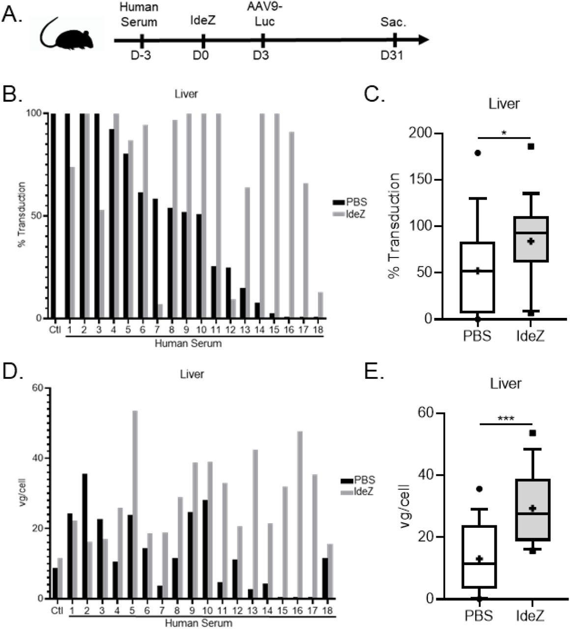 A , Schematic demonstrating experimental timeline of human serum, IdeZ and AAV9-Luc injections. 18 human serum samples were tested for their ability to neutralize AAV9 transduction in the liver. Two mice per human serum sample were utilized for the study and both mice were injected intraperitoneally with human serum. Mice were then injected intravenously 72 hours later with PBS (black bars) or recombinant GST-IdeZ (2.5 mg/kg, grey bars) and subsequently injected intravenously 72 hrs post-IdeZ treatment with AAV9-Luc (1 × 10 13 vg/kg). Liver transduction levels were analyzed 4 weeks post-injection. Sac., sacrifice followed by tissue harvest. B , Luciferase transgene expression levels were analyzed 4 weeks post-injection in the liver of passively immunized mice treated with PBS (black) or prophylactically with IdeZ (grey). Transduction levels were normalized to non-immunized mice that were injected with AAV9-Luc at the same dose and represented as percentage of control. Each bar represents the average of a technical duplicate from a single animal. C , Relative liver transduction efficiency of AAV9-Luc in the entire cohort of mice immunized with human sera treated with PBS control (white) or IdeZ (grey). Biodistribution of AAV9 vector genomes in the liver for mice passively immunized with individual human serum samples ( D ) and the entire cohort ( E ). Vector genome copy numbers per cell were calculated based on normalization to copies of the Lamin B2 housekeeping gene. Each bar represents the average of a technical duplicate from a single animal. Significance was determined by the nonparametric Mann-Whitney rank test. * p <0.05, ** p <0.01, *** p <0.001, **** p <0.0001.