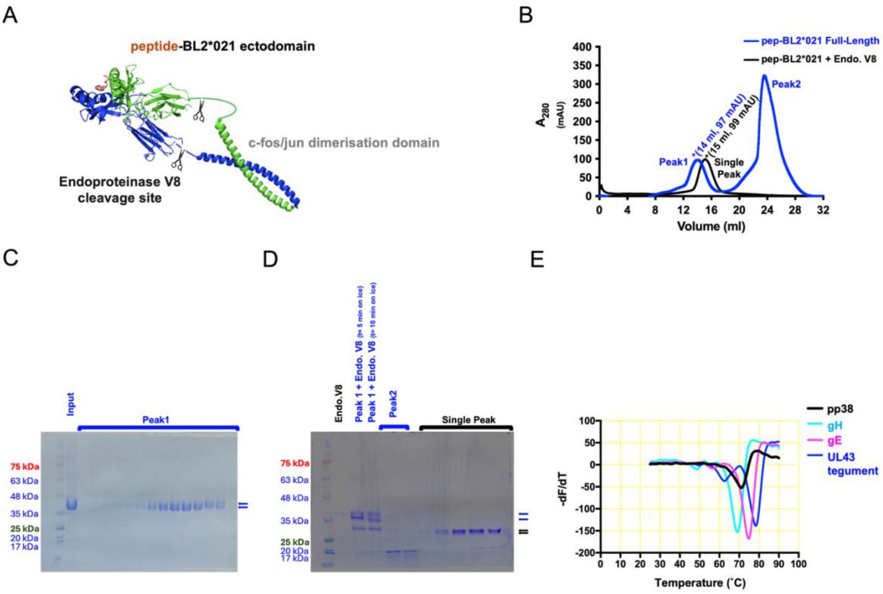 BL2*21:01 linked to the MDV pp38 peptide was <t>expressed</t> <t>in</t> <t>insect</t> cells and purified, and has a similar thermostability as other chicken class II molecules bound to MDV peptides. A. Cartoon showing full-length construct, with scissors indicating the potential cleavage sites of endoproteinase Glu-C (Endoproteinase V8). B. UV traces of FPLC size-exclusion chromatography (SEC) using Superdex S200 column, before (blue) and after (black) being subjected to Endoproteinase V8 cleavage at 37°C overnight to remove C-terminal tags and dimerization domains. C. SDS-PAGE followed by Coomassie blue staining after initial nickel column purification (Input) and SEC fractions comprising Peak1 (blue trace of profile in A). Standard protein markers with indicated molecular masses; blue arrows indicate position of α- and β-chains. D. SDS-PAGE followed by Coomassie blue staining of endoproteinase V8 on its own, Peak1 (blue trace of profile in A), and SEC fractions from Single Peak (black trace). Standard makers and blue arrows is in C, black arrows indicate the position of the endoproteinase V8 cleaved α- and β-chains. E. Thermal denaturation curves for BL2*02:01 molecules expressed with MDV peptides from glycoprotein H (gH, with melting temperature 69°C), glycoprotein E (gE, 75°C), and unique long gene 43 tegument protein (UL43, 78°C), compared to BL2*021:01 molecule expressed with MDV pp38 peptide. 