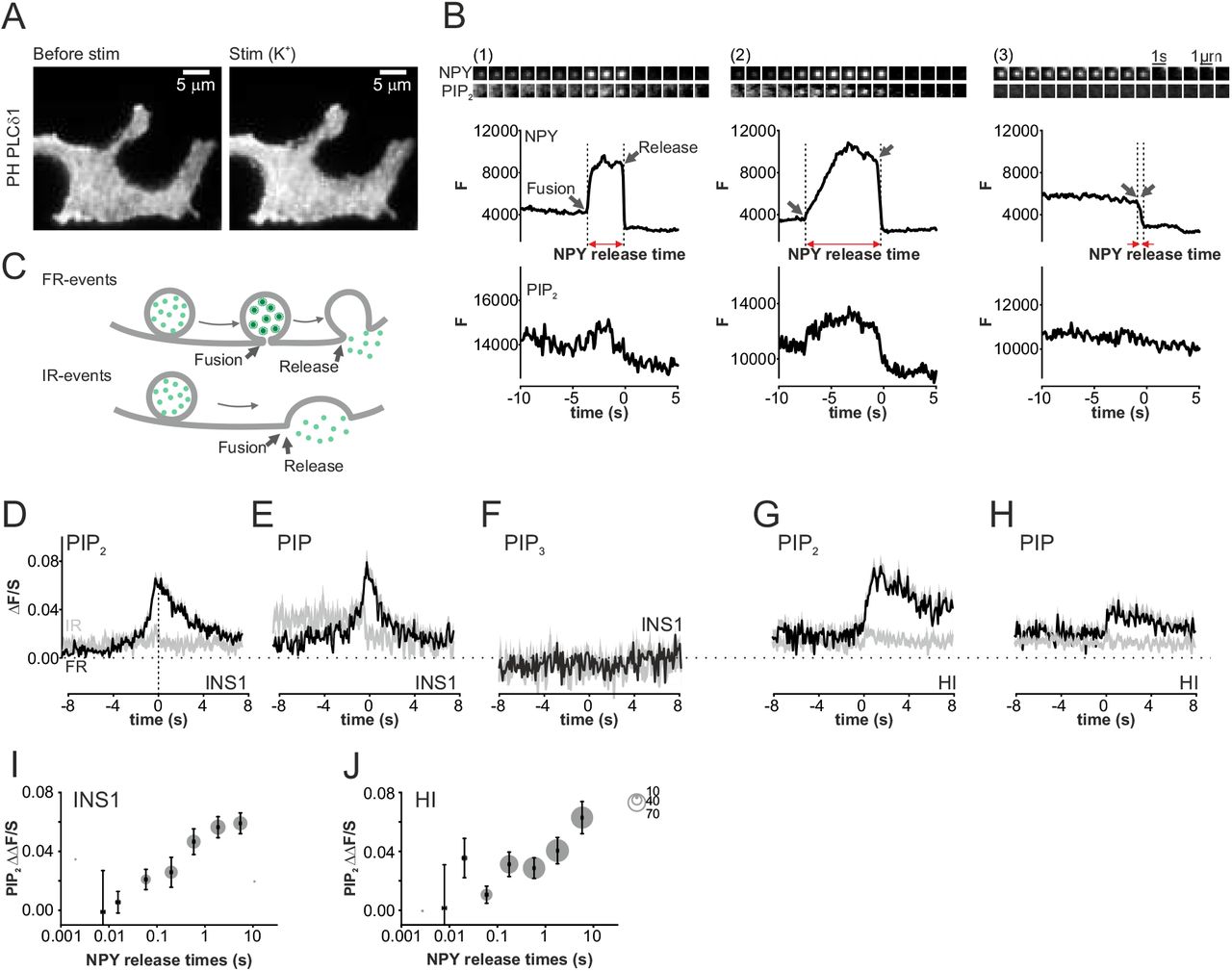 (A) Representative example of an INS1 cell expressing the PI(4,5)P 2 sensor PH-PLCδ1 in unstimulated conditions (max pixel intensities for 10 s before stimulation, left), and during stimulation with elevated K + (max pixel intensities during first 20 s of stimulation, right). (B) Three examples (1-3) of single granule exocytosis in K + stimulated cells, as in A. Image frames (upper) show granule (gr) and PI(4,5)P 2 sensor (PIP 2 ) images at the exocytosis site (1s/frame, scalebar 1μm), and traces the quantification of gr (middle) and PIP 2 signal (lower) temporally aligned to the same events. Note temporary increase of gr fluorescence (indicating FR events with arrested fusion pore) and associated PI(4,5)P 2 -signal in examples 1-2, but not 3 (IR events). Black arrows indicate moment of fusion pore opening and content release, red the fusion pore lifetime. (C) Cartoons illustrating the interpretation of events in B. (D-F) Dynamics of <t>phosphatidylinositol</t> species at FR (black) and IR (grey) exocytosis events, quantified as average ΔF/S (see ) for (D) the PI(4)P sensor EGFP-P4M-SidM (107 FR events and 84 IR events in 26 INS1-cells, 3 preps), (E) the PI(4,5)P 2 sensor EGFP-PH-PLCδ1 (164 FR events, 83 IR events in 24 INS1-cells, 3 preps), and (F) the PI(3,4,5)P 3 sensor 4EGFP-GRP1 (83 events in 15 INS1-cells, 3 preps). All signals were aligned to the moment of release (t=0); positive ΔF/S indicates excess sensor fluorescence at the exocytosis site. (G-H) As in D-F but for human islets cells, and aligned to the moment of fusion. (G) PI(4,5)P 2 (228 FR events, 102 IR events in 33 cells), (H) PI(4)P (191 FR events, 234 IR events in 30 cells, 3 preps). (I) PI(4,5)P 2 accumulation (ΔΔF/S) as function of fusion pore lifetime in INS1-cells (I) and human islet cells (J); same experiments as in D and H; circle size indicates events per bin.