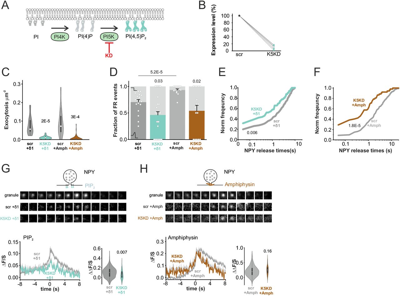 (A) Cartoon illustrating phosphatidylinositol synthesis steps. (B) Quantification of PIP5k1c expression in ... (A) Cartoon illustrating phosphatidylinositol synthesis steps. (B) Quantification of PIP5k1c expression in cells expressing scrambled control (scr) or PIP5k1c specific shRNA (K5KD). (C) Exocytosis during 40 s of K + -stimulation quantified in cells expressing NPY. The cells coexpressed combinations of scr, K5KD, EGFP-PH-PLCδ1, and amphiphysin-mCherry, as indicated (scr+PLCδ1, 18 cells; K5KD+PLCδ1, 38 cells; scr+amphiphysin, 16 cells; K5KD+amphiphysin, 38 cells. Values are p-values for scr vs K5KD, non-paired t-test. (D) Fraction of FR events in experiments in C, Values indicate p-values, u-test. (E) Cumulative frequency histograms of NPY release times in C, for scr+PH-PLCδ1 (grey) and K5KD+PH-PLCδ1 (light blue). P=0.006, KS test (F) As in (E) but for scr or K5KD + amphiphysin. P=1.8E-5, KS test. (G) Examples of single granule exocytosis (top), average time course of PH-PLCδ1 signal (ΔF/S ±SEM; lower left), and distribution of the peak amplitudes (ΔΔF/S, non-paired t-test; lower right) for scr+PH-PLCδ1 (grey; 210 FR events in 18 cells, 3 preps) and K5KD+PH-PLCδ1 (light blue; 40 FR events in 38 cells). Same experiments as in C-E. (H) As in (G) but for scr+amphiphysin (grey; 249 FR events, 16 cells) and K5KD+amphiphysin (brown; 32 events, 38 cells).