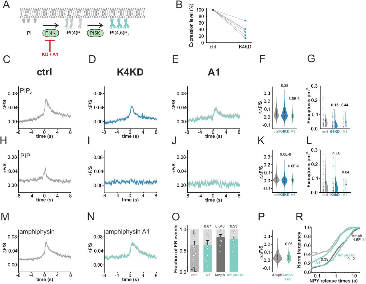 (A) Cartoon illustrating phosphatidylinositol synthesis. (B) Quantification of mirRNA based knockout of ... (A) Cartoon illustrating phosphatidylinositol synthesis. (B) Quantification of mirRNA based knockout of PI4K2a (K4KD) compared with control INS1 cells. (C-E) Average EGFP-PH-PLCδ1 time course (ΔF/S ±SEM) during K + -stimulation in cells co-expressing NPY-mOrange2; for ctrl (E, 225 events), K4KD (D, 291 events), or ctrl with kinase-4 inhibitor A1 (E, 110 events, 100nM A1 for 10 minutes). All events are spatiotemporally aligned to exocytosis events in the NPY-mOrange2 signal. (F) Distribution of peak amplitudes (ΔΔF/S ±SEM) for transients in C-E, p-values shown are for one-way ANOVA, Fisher posthoc test. (G) Exocytosis during 40 s K + -stimulation in C-E, for control (27 cells), K4KD (33 cells), and A1 (13 cells). p-values are for one-way ANOVA, Fisher posthoc test. (H-L) As in C-G, but for cells expressing EGFP-P4M-SidM in control (H, 264 events, 32 cells), K4KD (I, 245 events, 31 cells), or A1 (J, 103 events, 9 cells). (M-N) Average amphiphysin-mCherry time course for FR exocytosis events (ΔF/S ±SEM, aligned to rising phase of co-expressed NPYmOrange2 signal) in ctrl (M, 291 FR events) and with A1 (N, 142 FR events). (O) Fraction of FR events in cells expressing NPY-EGFP alone (C), or together with amphiphysin-mCherry (Amph), and in presence or absence of A1; ctrl (23 cells), control with A1 (13 cells), Amph (14 cells) or Amph with A1 (13 cells); p-values shown are for u-test. (P) Distribution of peak amplitudes (ΔΔF/S) for events in M-N (p-values for non-paired t-test). (R) Cumulative frequency histograms of NPY release times in (O). P=0.39 for ctrl vs A1, P=0.12 for Amph+A1 vs Amph, and P=1.5E-11 for Amph vs ctrl, KS-test).