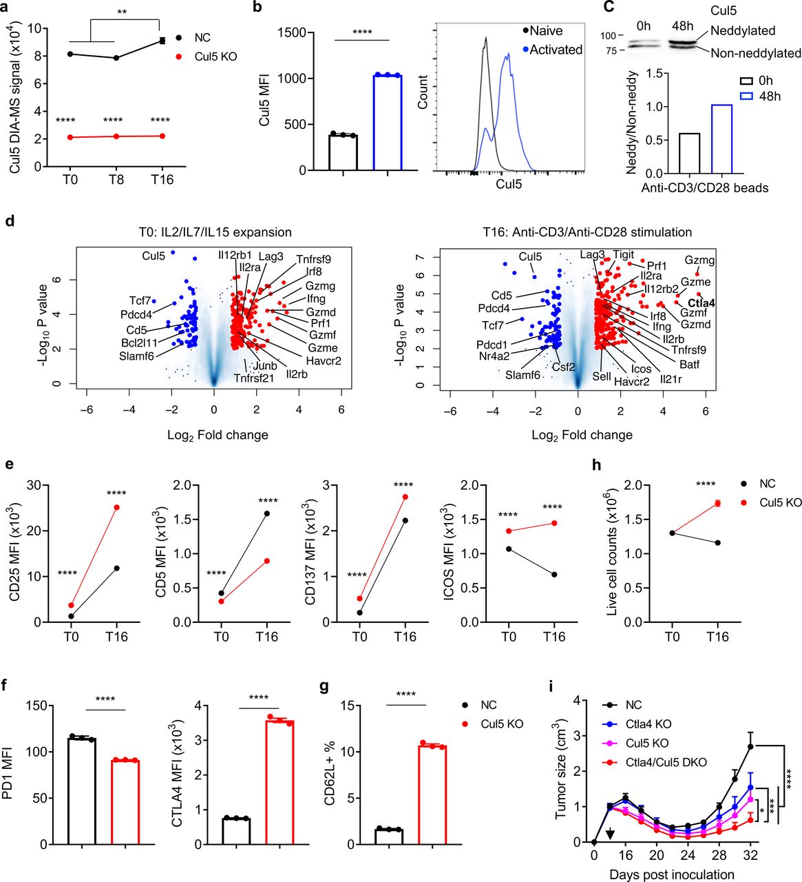 a, DIA-MS signals of the CUL5 protein in NC (Black) or Cul5 (Red) KO primary CD8 + T cells at the T0, T8 and T16 conditions determined by mass spectrometry (MS). Data are shown as mean ± SEM (**p < 0.01 and ****p < 0.0001 by multiple t-test, n=3). b, Flow cytometry analysis of Cul5 expression in primary CD8 + T cells before (Black) or after (Blue) 2-day activation by anti-CD3/CD28 beads. Data are shown as mean ± SEM (****p < 0.0001, by unpaired t-test, n=3). c, Western blot analysis of CUL5 expression in primary CD8 + T cells treated as in b . The ratio of neddylated to non-neddylated Cul5 (Bottom) was quantified. d, Volcano plot of differentially expressed proteins between Cul5 KO and non-targeting (NC) primary CD8 + T cells at T0 (Left) and T16 (Right) conditions as quantified by DIA-MS (n=3). e,f, Flow cytometry validation of immunological markers (CD25, <t>CD5,</t> CD137, ICOS, PD1, CTLA4 and CD62L) altered in Cul5 KO primary CD8 + T cells at T0 and/or T16 conditions. Data are shown as mean ± SEM (****p < 0.0001 by unpaired t-test, n=3). h, Live cell numbers of NC (Black) and Cul5 (Red) KO primary CD8 + T cells before and after 16-hour anti-CD3 plus anti-CD28 stimulation. Data are shown as mean ± SEM (****p < 0.0001 by unpaired t-test, n=3). i, Growth curve of tumors from E.G7-OVA cells inoculated s.c. into C57BL/6 mice. Data are shown as mean ± SEM. The back arrow indicates the time of sub-lethal irradiation followed by immediate adoptive transfer of Cas9/OT-I cells with NC (Black), Ctla4 (Blue), Cul5 (Pink) and Ctla4/Cul5 double (Red) KO. (*p<0.05, ***p<0.001 and ****p<0.0001 by two-way ANOVA; n=4-5).