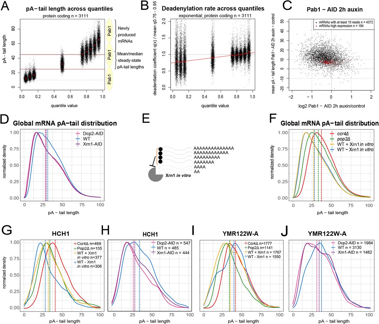 Pab1 is required for in vivo deadenylation and decapping commonly occurs at steady-state mRNA pA-tail lengths. A . Scatterplot shows the distribution of pA-tail quantile values in wild-type cells. On the right side of the graph, schematic representations of the Pab1 polyA-binding protein are shown to outline that the region bound by one molecule is around 22-30 As. B . Scatterplot shows the quantile-specific deadenylation rate estimate calculated using the exponential model relative to the transcript deadenylation rate mean obtained by averaging deadenylation rates of the upper quantiles (75 th – 95 th ). C . Scatterplot shows the change in mRNA abundance on the x-axis relative to the absolute change in the mean pA-tail length of mRNAs upon 2 hours of Pab1 depletion using the AID system. D . Graph shows the global pA-tail length distribution of coding transcripts in control cells compared to Dcp2 and <t>Xrn1</t> depletion using AID. The distribution shows all pA-tail lengths regardless of transcript abundance, thus mRNAs of high expression are overrepresented. E . Scheme shows that Xrn1 can only digest mRNAs devoid of a cap, potentially altering pA-tail distribution if transcripts are only decapped at a defined pA-tail length. F . Graph shows the global pA-tail length distribution of coding transcripts in control cells in comparison to wild-type sample digested in vitro with Xrn1 and in pop2Δ . G-H . Graphs show pA-tail length distributions of HCH1 mRNA in (G) control cells compared to wild-type samples digested in vitro with Xrn1 and in pop2Δ and for (H) control cells compared to Dcp2 and Xrn1 depletion using AID. I-J . Same as (G-H) for YMR122W-A mRNA.