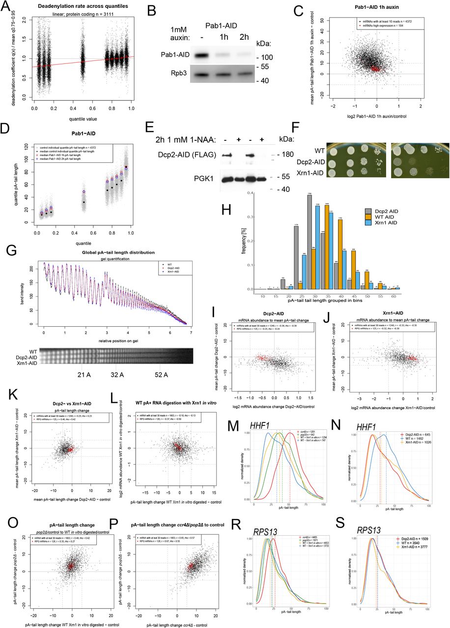... dilutions of cells showing depletion of Dcp2 and Xrn1 using the AID system gives the expected growth ... A. Scatterplot shows the quantile-specific deadenylation rate estimate calculated using the multiple fit linear model relative to the transcripts deadenylation rate mean obtained by averaging deadenylation rates of the upper quantiles (75 th – 95 th ). B . Western blot shows depletion of Pab1 protein using the auxin-inducible degron for 1 and 2 hours. Western blot analysis for Rpb3 protein was used as a loading control. C . Scatterplot shows the change in mRNA abundance on the x-axis relative to the absolute change in the mean pA-tail length of mRNAs upon 1 hour Pab1 depletion using the AID system. D . Scatterplot shows the distribution of pA-tail quantile values in wild-type cells compared to Pab1-depletion using AID system for 1 and 2 hours. The thin grey dots show individual mRNA pA-tail lengths in control cells, while the larger circles show the median values in both the control (black dot) and Pab1-depleted cells (empty red and blue circles). E . Western blot shows the efficiency of depletion of Dcp2 using the AID system for 2 hours. The PGK1 blot is shown as a loading control. F . Growth test produced using serial 10-fold dilutions of cells showing depletion of Dcp2 and Xrn1 using the AID system gives the expected growth phenotype. G . Bottom panel shows an autoradiogram of the bulk mRNA pA-tail length distributions in control cells and strains depleted for Dcp2 and Xrn1 using the AID system. Top panel shows the quantification of the autoradiogram. H . Graph shows the relative number of mRNAs with median pA-tails clustered in bins of 5 for transcripts represented by at least 30 reads for control compared Dcp2- and Xrn1-depleted cells. I-J . Scatterplots show the change in mRNA abundance on the x-axis in relation to the absolute change in mean pA-tail length for (I) Dcp2- and (J) Xrn1-depleted cells. K . Scatterplot compares the absolute change in mean pA-tail length in Dcp2- and Xrn1-depleted cells. L . Scatterplot shows the absolute change in mean pA-tail length in relation to the change in mRNA abundance between a wild-type sample digested or not with Xrn1 in vitro . M-N . Graphs show pA-tail length distributions of HHF1 mRNA in (M) control cells in comparison to wild-type sample digested in vitro with Xrn1 and in pop2Δ and for (N) control cells in comparison to Dcp2 and Xrn1 depletion using AID. O-P . Same as (M-N.) for RPS13 mRNA. R . Scatterplot shows the absolute change in mean pA-tail length for wild-type cells treated with Xrn1 in vitro compared to control and pop2Δ cells in relation to the same control sample. S . Scatterplot shows the absolute change in mean pA-tail length for ccr4Δ and pop2Δ cells compared to the same wild-type sample.