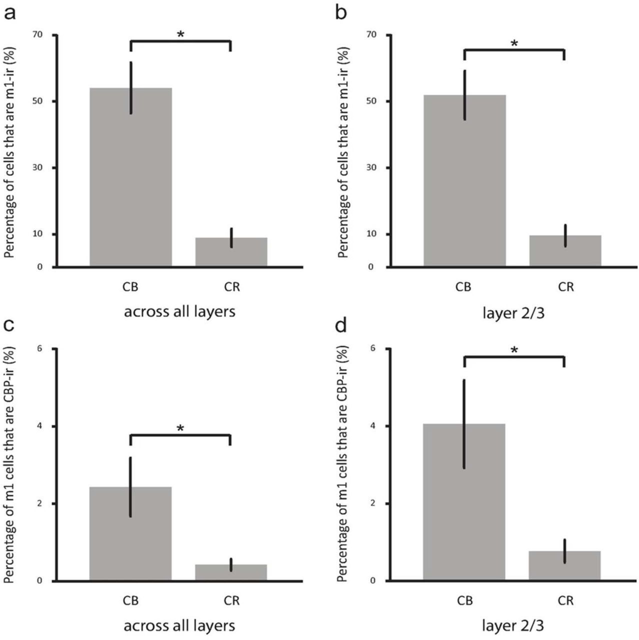 (a) shows the percentage of the calbindin-D28k (CB) and calretinin (CR) immunoreactive populations that are also immunoreactive (ir) for the m1 acetylcholine receptor <t>(m1AChR),</t> collapsed across all cortical layers. 55% of CB-ir neurons express m1AChRs, while 10% of CR-ir neurons express m1AChRs.(b)shows the same data (52% of CB-ir neurons and 11% of CR-ir neurons), but for layers II and III only.(c)shows the percentage of cells immunoreactive for m1AChRs that express CB or CR collapsed across all cortical layers. 2% of m1-ir neurons express CB, while 0.5% of m1-ir cells express CR. (d) shows the samedata (4% of m1AChR-ir neurons express CB, while 1% express CR), but for layers II and III only. Bars indicate standard error and asterisks indicate statistical significance (p<0.01).
