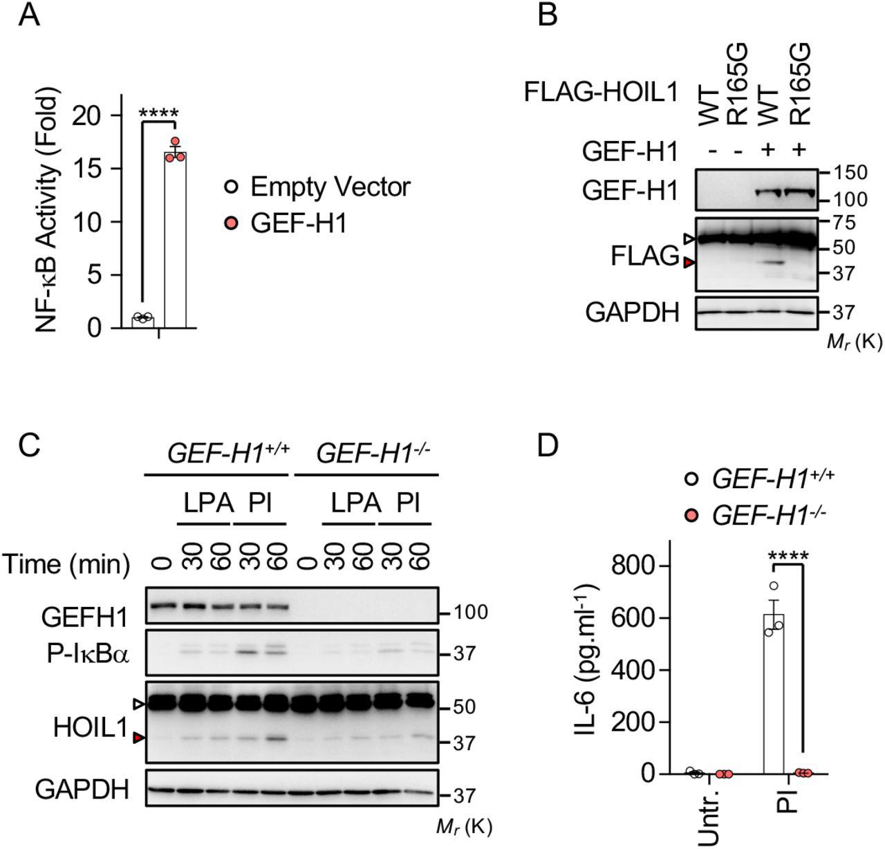A, HEK293T were transfected with a vector encoding for GEF-H1 or with an empty vector (EV) together with an NF-κB reporter plasmid. Shown is the mean ± SEM of triplicate experiments. ****P<0.0001 (ANOVA). B, HEK293T cells were transfected with an empty vector (EV), or with a GEF-H1 plasmid together with FLAG-tagged HOIL1-WT or HOIL1 - R165G. Cell lysates were subjected to Western blotting analysis with antibodies specific to the indicated proteins. White and red arrowheads show full-length and cleaved HOIL1, respectively. Molecular weight markers (M r ) are shown. C, MEFs knockout for GEF-H1 ( GEF-H1 -/- ) or control MEFs ( GEF-H1 +/+ ) were stimulated with 10 μg.mL −1 LPA or with 50 ng.mL −1 PMA plus 100 ng.mL −1 Ionomycin (PI) as indicated. Lysates were prepared and Western blotting analysis was performed as indicated. D, Abundance of IL-6, measured by ELISA in the supernatant of cells as in (C) stimulated for 3 hours (means ± SEM, n=3, ****P<0.0001, ANOVA). Data are representative of three independent experiments.