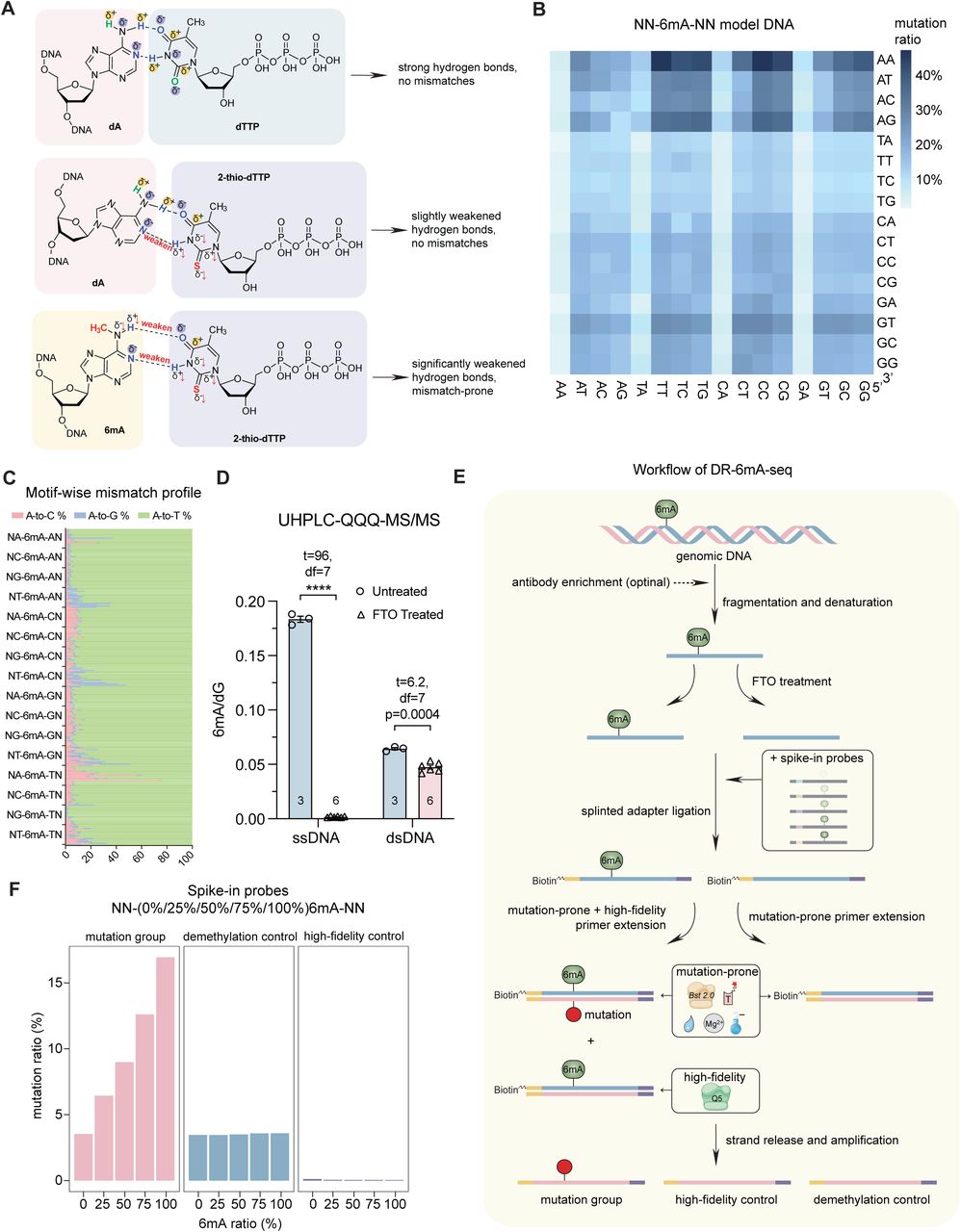 A) The 6mA-2-thio-dTTP base pair forms weaker hydrogen bonds compared to dA-dTTP and dA-2-thio-dTTP base pairs. B) Heatmap plot for the 6mA-to-T/C/G mutation ratios at 256 motifs (NN-6mA-NN) on the single-stranded model <t>DNA</t> after mutation-prone primer extension. C) The mutation patterns (6mA to T, C, and G respectively) at 256 motifs (NN-6mA-NN) on the single-stranded model DNA. D) FTO demethylates over 99% methylated base of NN-6mA-NN model ssDNA in vitro and shows weaker activity on dsDNA. Data are mean ± s.e.m.; analyzed by two-tailed unpaired t-tests. The number of independently repeated reactions are shown in each plot. **** P <0.0001. E) Schematic diagram of DR-6mA-seq. <t>Genomic</t> <t>DNA</t> is sequentially denatured, mixed with spike-in probes, treated with FTO (or not), ligated to biotin-tagged adaptors, and extended by Bst 2.0 DNA polymerase or Q5 high-fidelity DNA polymerase. The synthesized DNA strand is enriched and amplified for next-generation sequencing. 6mA-to-T/C/G mutations were counted for defining 6mA sites and calculating 6mA methylation stoichiometry, using spike-in calibration curves. F) Mutation profiles (including 6mA to T, C, and G) of mutation-prone primer extension on the 6mA spike-in probes harboring 0%, 25%, 50%, 75% and 100% 6mA. Primer extension on FTO-treated probes and primer extension by Q5 high-fidelity DNA polymerase serve as two control groups and do not respond to 6mA fractions. See also Table S1 .