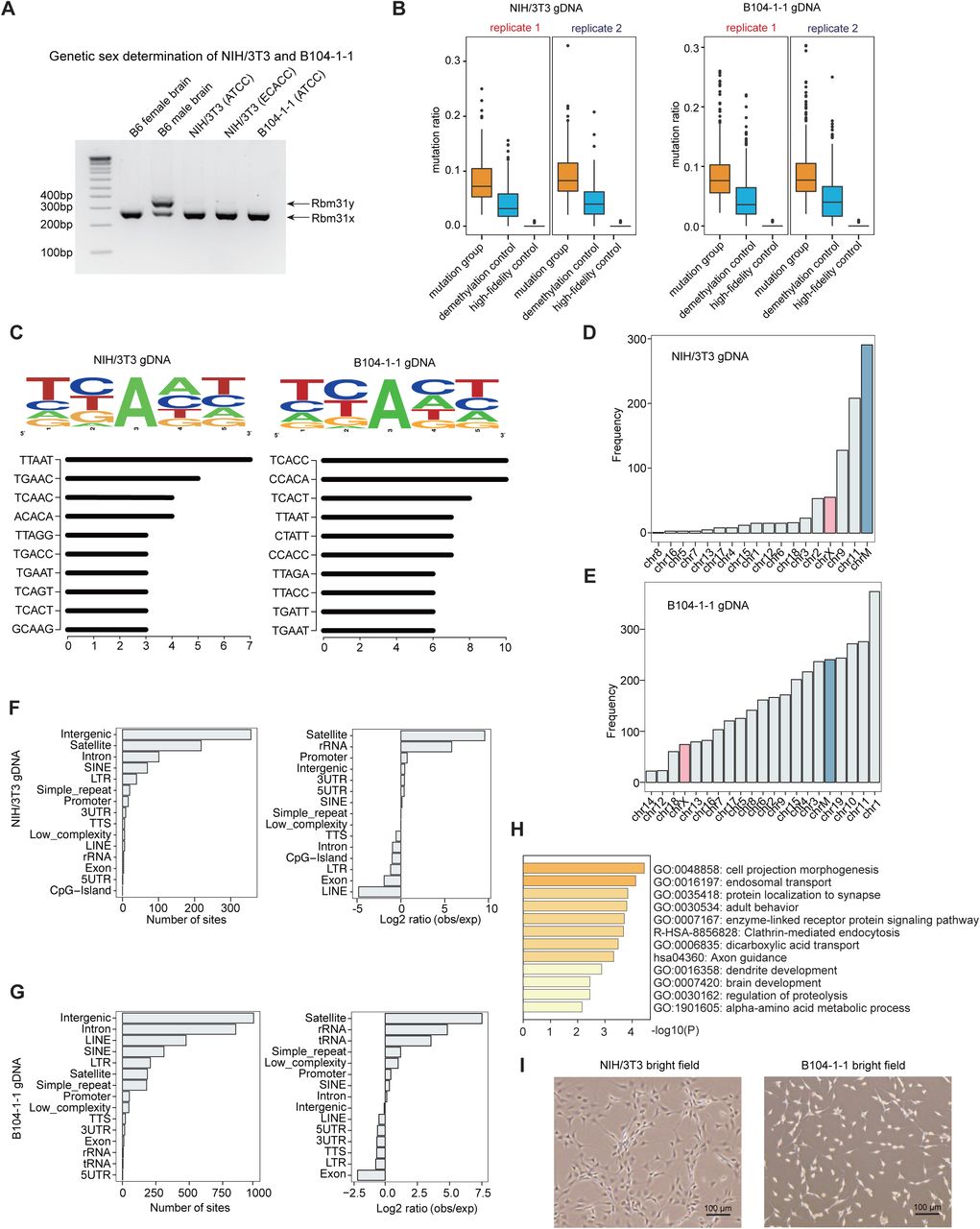 ... groups are shown, such as Bst 2.0 extended DNA from untreated DNA (mutation group), Bst 2.0 extended ... A) Genetic sex determination of NIH/3T3 and B104-1-1 cell lines by amplification of Rbm31x and Rbm31y by simplex PCR, with female and male mouse brains as controls. B) The box plot of mutation ratio distribution at 6mA sites detected in gDNA from NIH/3T3 (ATCC) and B104-1-1 (ATCC) cells, revealed by DR-6mA-seq. The mutation ratios of three groups are shown, such as Bst 2.0 extended DNA from untreated DNA (mutation group), Bst 2.0 extended DNA from FTO-treated DNA (demethylation control), and Q5-extended DNA from untreated DNA (high-fidelity control). C) Motif sequence logo and top 10 consensus motifs containing 6mA sites in gDNA from NIH/3T3 (ATCC) and B104-1-1 cells, uncovered by DR-6mA-seq. D) Chromosome-wide distributions of 6mA sites in gDNA from NIH/3T3. E) Chromosome-wide distributions of 6mA sites in gDNA from B104-1-1. F) Gene annotation shows the genomic distributions and enrichment of gDNA 6mA sites in NIH/3T3 cell lines, revealed by DR-6mA-seq. G) Gene annotation shows the genomic distributions and enrichment of gDNA 6mA sites identified in B104-1-1 cell lines, revealed by DR-6mA-seq. H) The enriched GO clusters of 6mA-modified genes in B104-1-1 cells. Genes with 6mA sites on exons, introns, and promoters are considered as 6mA-modified genes. I) Bright field photographs of NIH/3T3 and B104-1-1 cells.
