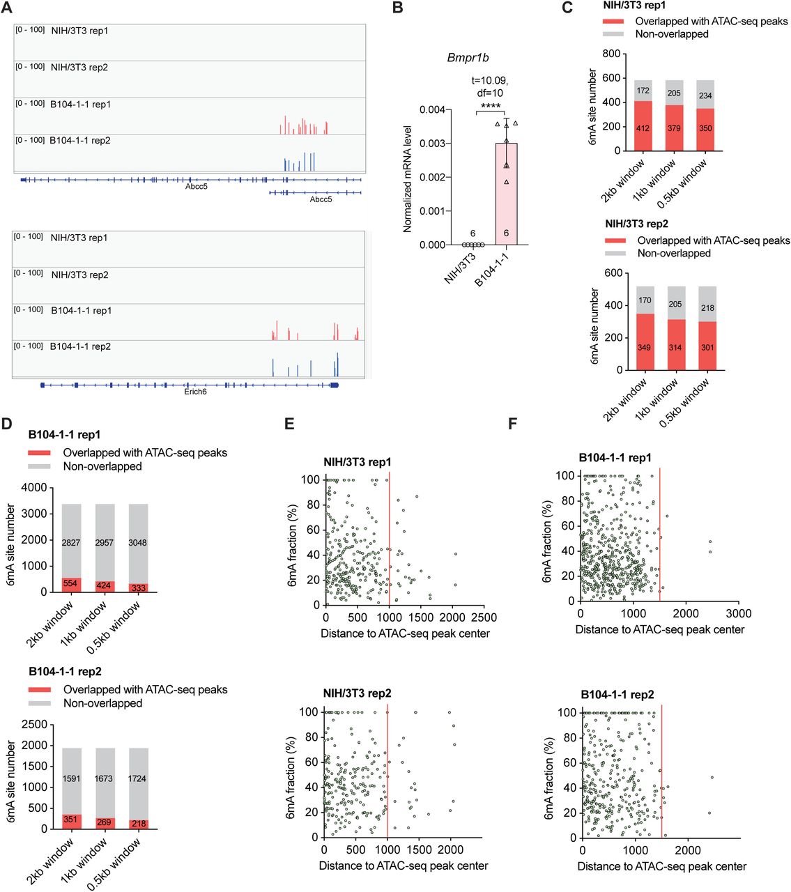 A) Two representative cell-line-specific gDNA 6mA clusters located at Abcc5 and Erich6 in ... A) Two representative cell-line-specific gDNA 6mA clusters located at Abcc5 and Erich6 in B104-1-1 cells. B) RT-qPCR quantification of Bmpr1b expression level in NIH/3T3 and B104-1-1 cells, normalized to Actb . Data are mean ± s.e.m.; analyzed by two-tailed unpaired t-tests. The number of independently repeated reactions is shown in each plot. **** P <0.0001. C) The NIH/3T3 gDNA 6mA site number overlapped with ATAC-seq peaks from wild-type NIH/3T3 cells (GSE119781), by setting a sliding window of 500 bp, 1,000 bp, or 2,000 bp centered at the 6mA site revealed by DR-6mA-seq. D) The B104-1-1 gDNA 6mA site number overlapped with ATAC-seq peaks from glioblastoma tumor induced by implanted GL261 cells (GSE206551), by setting a sliding window of 500 bp, 1,000 bp, or 2,000 bp centered at the 6mA site revealed by DR-6mA-seq. E) The 2-D plot of NIH/3T3 gDNA 6mA methylation fraction versus the distance to ATAC-seq peak center (GSE119781), most 6mA sites distribute within ±1,000 bp range around ATAC-seq peak center. F) The 2-D plot of B104-1-1 gDNA 6mA methylation fraction versus the distance to ATAC-seq peak center (GSE206551), most 6mA sites distribute within ±1,500 bp range around ATAC-seq peak center.