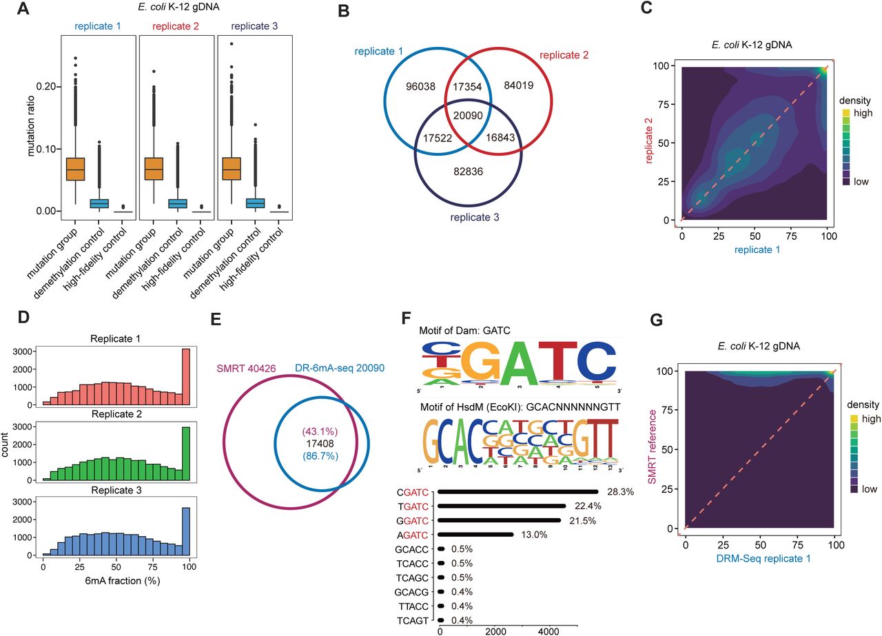 ... three groups are shown, i.e., Bst 2.0 extended DNA from untreated DNA (mutation group), Bst 2.0 extended ... A) The box plot of mutation ratio distribution at 6mA sites detected in E. coli gDNA, revealed by DR-6mA-seq. The mutation ratios of three groups are shown, i.e., Bst 2.0 extended DNA from untreated DNA (mutation group), Bst 2.0 extended DNA from FTO-treated DNA (demethylation control), and Q5-extended DNA from untreated DNA (high-fidelity control). B) Venn diagram showing the overlapped 6mA sites among three biologically independent replicates, detected by DR-6mA-seq. C) Correlation analysis of methylation fractions in E. coli K-12 genome, indicating a high correlation between replicates of DR-6mA-seq. D) Histogram indicating the distribution of 6mA fractions at the modified sites in E. coli K-12 genome, revealed by DR-6mA-seq. E) Venn diagram showing the excellent overlap between DR-6mA-seq-detected 6mA sites and SMRT-detected 6mA sites in E. coli K-12 genome. F) Motif sequence logo and the list of consensus motifs containing 6mA sites in gDNA from E. coli K-12, uncovered by DR-6mA-seq. The frequency percentages of the top 5-base 6mA-containing motifs are shown. G) Correlation analysis of 6mA methylation fractions in E. coli K-12 genome, indicating a high correlation between 6mA sites detected by DR-6mA-seq and SMRT. See also Tables S2.