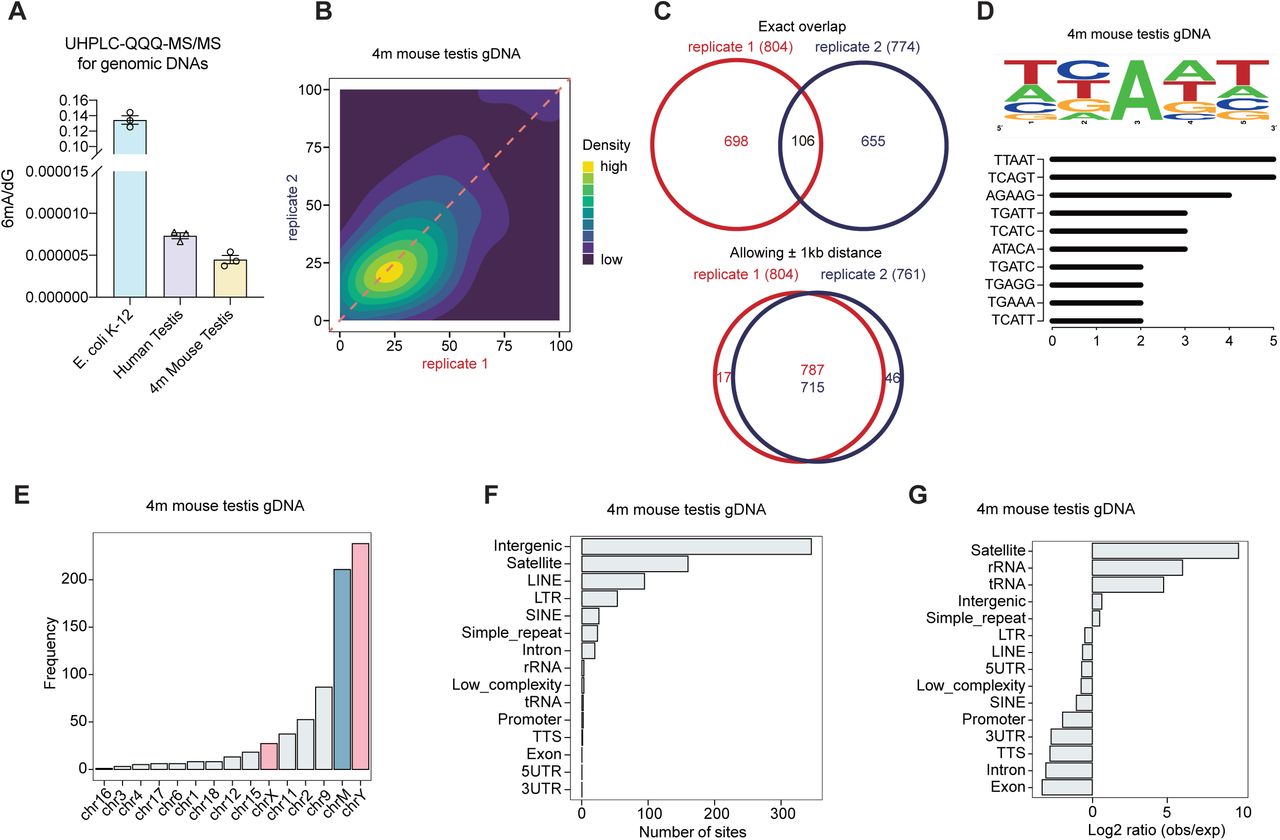 A) Quantification of 6mA level in gDNA from human and mouse intact testis by LC-MS/MS, ... A) Quantification of 6mA level in gDNA from human and mouse intact testis by LC-MS/MS, with E. coli gDNA as a positive control. Data are mean ± s.e.m.. B) Correlation analysis of 6mA methylation fractions in antibody-enriched mouse testis gDNA, indicating a high correlation between replicates of DR-6mA-seq. C) Venn diagram showing the overlapped 6mA sites in mouse testis gDNA, allowing and not allowing ± 1 kb window, detected by DR-6mA-seq between two biologically independent replicates. D) Motif sequence logo and the list of the consensus motifs containing 6mA sites in gDNA from mouse testis, uncovered by DR-6mA-seq. E) Chromosome-wide distributions of gDNA 6mA sites in mouse testis, revealed by DR-6mA-seq. F) Genomic distributions of gDNA 6mA sites in mouse testis, revealed by DR-6mA-seq. G) Genomic enrichment of gDNA 6mA sites in mouse testis, revealed by DR-6mA-seq. See also , , and Tables S6.
