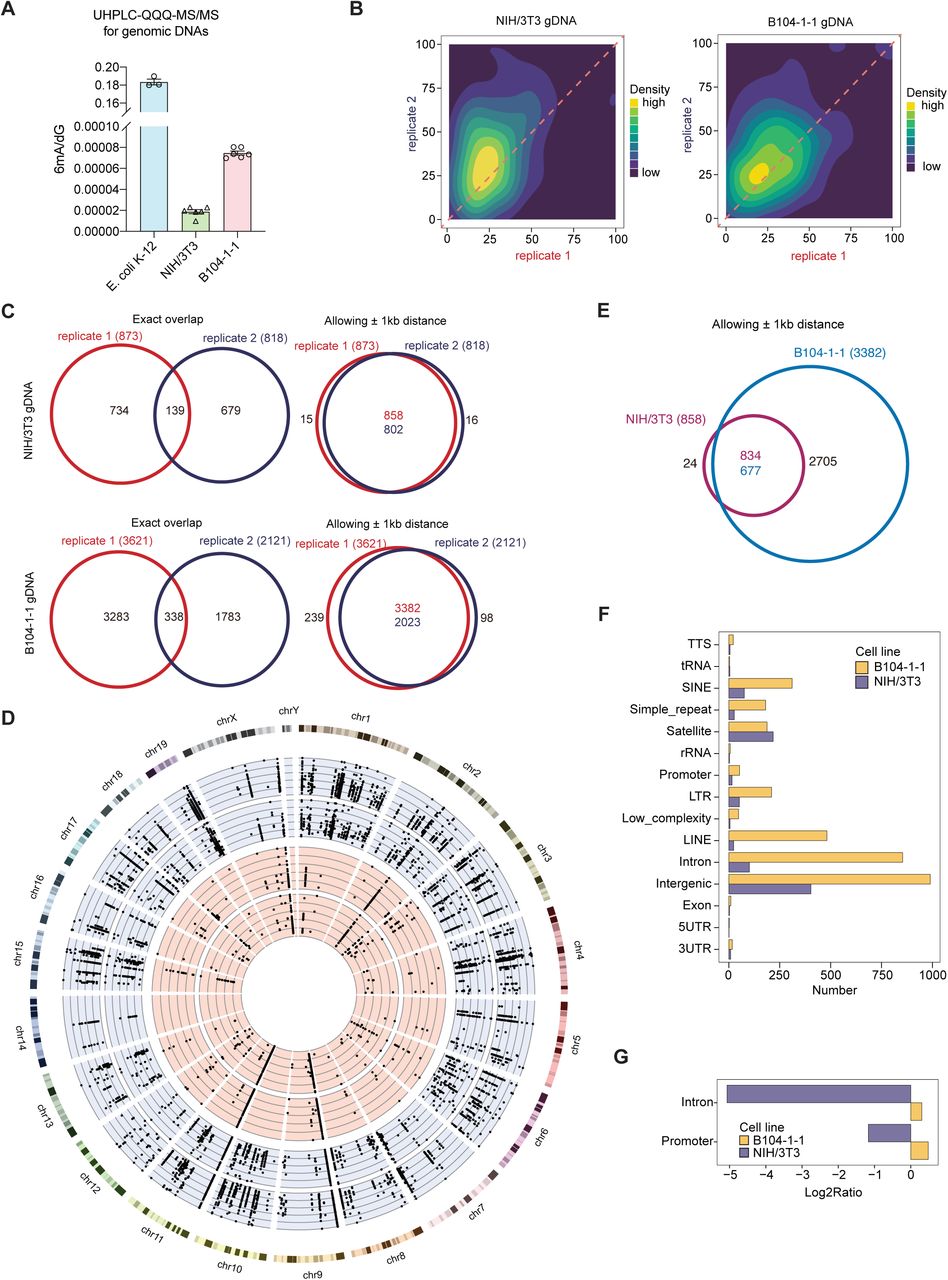 A) Quantification of 6mA level in gDNA from cultured NIH/3T3 and B104-1-1 cells, by LC-MS/MS, ... A) Quantification of 6mA level in gDNA from cultured NIH/3T3 and B104-1-1 cells, by LC-MS/MS, with E. coli gDNA as a positive control. Data are mean ± s.e.m. B) Correlation analysis of 6mA methylation fractions in antibody-enriched gDNA from NIH/3T3 and B104-1-1 cells, indicating a high correlation between replicates of DR-6mA-seq. C) Venn diagram showing the overlapped gDNA 6mA sites in NIH/3T3 and B104-1-1, allowing and not allowing ± 1 kb window, detected by DR-6mA-seq between two biologically independent replicates. D) Distributions of 6mA sites along the mouse genome. The dots on the blue and red background are gDNA 6mA sites in two biologically independent replicates of B104-1-1 and NIH/3T3 cells, respectively, revealed by DR-6mA-seq, with six circled axes representing the methylation fractions at 0%, 20%, 40%, 60%, 80%, and 100%. E) Venn diagram showing the overlapped gDNA 6mA sites between NIH/3T3 and B104-1-1 cells, allowing ± 1 kb window. F) Genomic distributions of gDNA 6mA sites in NIH/3T3 and B104-1-1 cells, revealed by DR-6mA-seq. G) Genomic enrichment of gDNA 6mA sites identified in NIH/3T3 and B104-1-1 cells, revealed by DR-6mA-seq. Enrichment scores on intron and promoter are shown. See also - and Tables S7-S8.