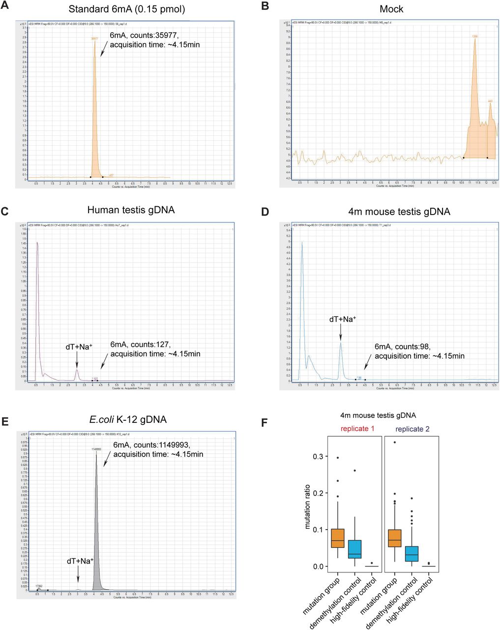 ... the mock (nucleoside digestion mixture without adding any DNA) using LC-MS/MS. C) Chromatogram of a representative injection ... A) Chromatogram of a representative injection of 6mA standard compound, using LC-MS/MS. B) Chromatogram of a representative injection of the mock (nucleoside digestion mixture without adding any DNA) using LC-MS/MS. C) Chromatogram of a representative injection of digested human testis gDNA, using LC-MS/MS. The 6mA quantification was calculated by the 6mA peak area, which displays a retention time of ∼4.15 min. The optimized LC protocol distinguished the 6mA peak from the dT+Na + peak which appears at ∼3.00 min. D) Chromatogram of a representative injection of digested mouse testis gDNA, using LC-MS/MS. E) Chromatogram of a representative injection of E. coli K-12 gDNA, using LC-MS/MS. F) The box plot of mutation ratio distribution at 6mA sites detected in mouse testis gDNA, revealed by DR-6mA-seq. The mutation ratios of three groups are shown, such as Bst 2.0 -extended DNA from untreated DNA (mutation group), Bst 2.0 -extended DNA from FTO-treated DNA (demethylation control), and Q5-extended DNA from untreated DNA (high-fidelity control).