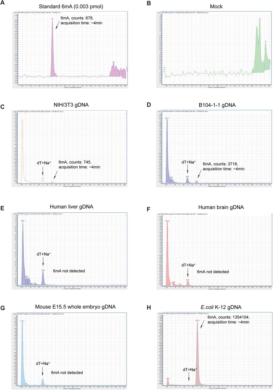 ... the mock (nucleoside digestion mixture without adding any DNA) using LC-MS/MS. C) Chromatogram of a representative injection ... A) Chromatogram of a representative injection of 6mA standard compound, using LC-MS/MS. B) Chromatogram of a representative injection of the mock (nucleoside digestion mixture without adding any DNA) using LC-MS/MS. C) Chromatogram of a representative injection of digested gnotobiotic NIH/3T3 (ATCC) gDNA, using LC-MS/MS. The 6mA quantification was calculated by the 6mA peak area, which displays a retention time of ∼4.15 min. The optimized LC protocol distinguished the 6mA peak from the dT+Na + peak which appears at ∼3.00 min. D) Chromatogram of a representative injection of digested gnotobiotic B104-1-1 (ATCC) gDNA, using LC-MS/MS. E) Chromatogram of a representative injection of digested human liver gDNA, using LC-MS/MS. F) Chromatogram of a representative injection of digested human brain gDNA, using LC-MS/MS. G) Chromatogram of a representative injection of digested mouse E15.5 whole embryo gDNA, using LC-MS/MS. H) Chromatogram of a representative injection of E. coli K-12 gDNA, using LC-MS/MS.