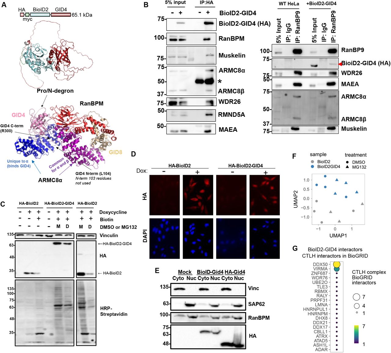 Horse Radish Peroxidase Streptavidin Conjugate Thermo Fisher Bioz