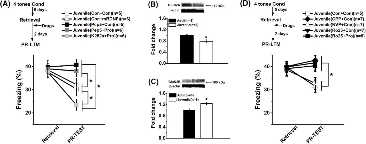 (A) Schematic describing the behavioral timeline for the retrieval-dependent memory destabilization experiment using rats conditioned with four tones (Top). Immediately following the memory retrieval, the rats infused <t>with</t> <t>TAT-Pep5,</t> K252a or vehicle into the prelimbic cortex 15 min prior to the mBDNF, <t>proBDNF</t> or vehicle infusion. Two days later, PR-LTM was assessed by exposed the rats to the novel context. Similar, no significant difference in the percentage freezing during the memory retrieval but the percentage freezing level during the PR-LTM test was significant lower in juvenile group than adult group (Bottom). No obvious effect of mBDNF on freeze behavior was found. Infusions of p75 NTR blocker TAT-Pep5 could significantly enhance the percentage of freeze behavior. Meanwhile, infusions of TAT-Pep5, but not K252a, markedly blocked the effects of proBDNF treatment. (* P <0.05). Representative immunoblots the expression of the expression of the NMDA-GluN2A (B) and NMDA-GluN2B (C) receptors in prelimbic cortex (Top). The level of GluN2A subunit was significantly higher but the level of GluN2B subunit was significantly lower compared adult group with juvenile group. (* P <0.05). (C) Schematic describing the behavioral timeline for the retrieval-dependent memory destabilization experiment using rats conditioned with four tones (Top). Immediately following the memory retrieval, the rats infused with CPP, NVP-AAM077, Ro25-6981 or vehicle into the prelimbic region 15 min prior to the proBDNF or vehicle infusion. Two days later, the PR-LTM was tested as above. Both the broad NMDA receptor inhibitor CPP and The NMDA-GluN2B subunit antagonist Ro25-6981 enhanced the percentage freeze level during the PR-LTM test. However, the NVP-infused rats could maintain the lower percentage freeze level. Furthermore, blockage of the NMDA-GluN2B subunit could completely block the effects of proBDNF on freeze behavior. The number of rats in each group used was indicated in each column/figure.