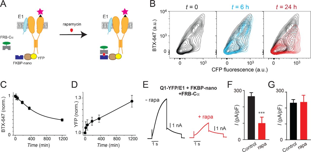 ... I Ks traces recorded in CHO cells co-expressing KCNQ1-YFP/KCNE1/Nano-FKBP-FRB-Cα incubated 20 hours either without ( left ) ... (a) Cartoon of FKBP/FRB heterodimerization strategy utilized for rapamycin-induced recruitment of engineered Cα to BBS-Q1-YFP/E1. (B) Exemplar flow cytometry contour plots showing surface expression (BTX-647 fluorescence) and CFP fluorescence in cells expressing BBS-Q1-YFP/E1 with FRB-Cα and FKBP-nano at times t = 0 ( left ), t = 6h ( middle ) and t = 24h ( right ) after rapamycin addition. (c) Normalized mean Q1 surface density (BTX-647 fluorescence) plotted as a function of time after rapamycin induction. (d) Normalized mean Q1 total expression (YFP fluorescence) plotted as a function of time after rapamycin induction. (e) Exemplar I Ks traces recorded in CHO cells co-expressing KCNQ1-YFP/KCNE1/Nano-FKBP-FRB-Cα incubated 20 hours either without ( left ) or with ( right ) rapamycin. (f) Mean current densities in CHO cells co-expressing KCNQ1-YFP/KCNE1/Nano-FKBP-FRB-Cα without rapamycin (black, n = 10) or after 20 h rapamycin incubation (red, n = 14). *** P < 0.001, paired t test. (g) Mean current densities in control cells co-expressing KCNQ1-YFP/KCNE1 without rapamycin (black, n = 8) or after 20 h rapamycin incubation (red, n = 9).