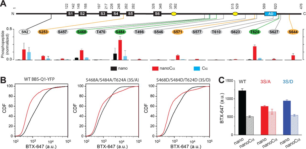 ... Q1 C-terminus. Bottom , relative abundance of phosphorylated KCNQ1-YFP peptides identified using mass spectrometry in cells co-expressing ... (a) Top , schematic of Q1 showing positions of Ser and Thr residues where phosphorylation was increased when nanoCα was targeted to Q1 C-terminus. Bottom , relative abundance of phosphorylated KCNQ1-YFP peptides identified using mass spectrometry in cells co-expressing nano (black), nanoCα (red), or free Cα (cyan). (b) Exemplar CDF plots showing channel surface density in cells expressing WT BBS-Q1-YFP ( left ), BBS-3S/A-YFP ( middle ), or BBS-3S/D-YFP ( right ) in the absence (black traces) or presence (red traces) of nanoCα. (c) Channel surface density (BTX-647 fluorescence) in cells expressing WT BBS-Q1-YFP, BBS-3S/A-YFP, or BBS-3S/D-YFP in the presence of either nano or nanoCα. WT BBS-Q1-YFP (nano, n = 15,411, N = 2; nanoCα, n = 9,053, N = 2). BBS-3S/A-YFP (nano, n = 6,158, N = 2; nanoCα, n = 4,798, N = 2). BBS-3S/D-YFP (nano, n = 11,823, N = 2; nanoCα, n = 5,685, N = 2).