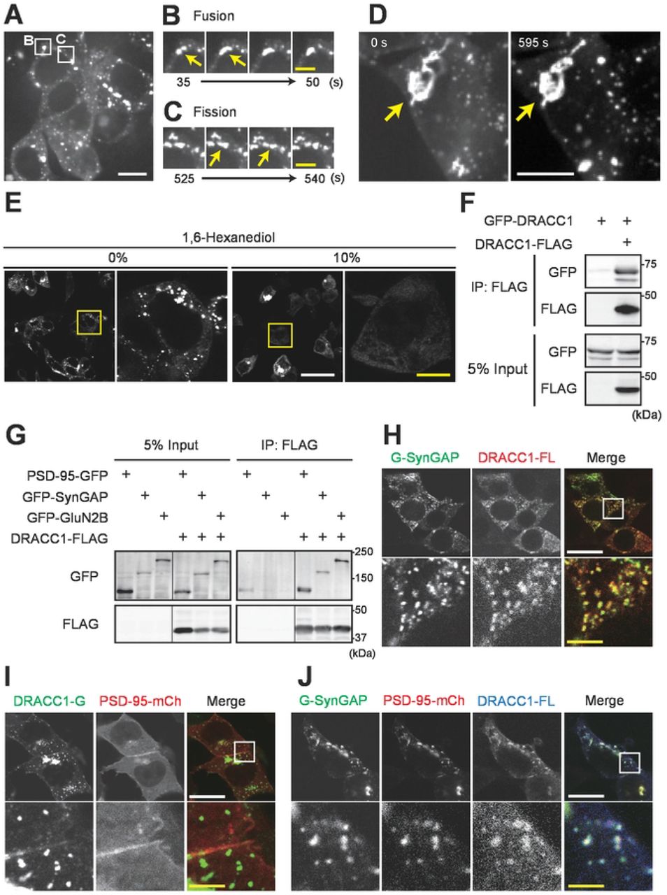 (A-D) Live-imaging of HEK293T cells transfected with DRACC1-GFP. (A) Overview of the ... (A-D) Live-imaging of HEK293T cells transfected with DRACC1-GFP. (A) Overview of the observed cells. Regions magnified in panels B and C are described. See also Supplementary Movie 2. (B and C) Representative movie images of punctate structures undergoing fusion (B) and fission (C). (D) Enlarged rigid structure with a stable shape. See also Supplementary Movie 3. (E) The effect of 1,6-hexanediol on DRACC1 positive structures. HEK293T cells were transfected with DRACC1-GFP. 24 hrs later, the medium was changed to fresh medium, including the indicated concentration of 1,6-hexanediol. 10 min later, the cells were fixed. (F and G) Interaction between DRACC1 or interaction of DRACC1 and PSD-95, SynGAP, or GluN2B. HEK293T cells were transfected with indicated plasmids. 24 hrs later, cells were lysed, and immunoprecipitation was performed with an anti-FLAG antibody. Then, immunoblotting was performed with anti-GFP or anti-FLAG antibodies. (H-J) Localization of DRACC1 on SynGAP-positive droplets. HEK293T cells were transfected with indicated plasmids. 24 hrs later, cells were fixed and observed with confocal microscopy. For panels H and J, cells were subjected to immunocytochemistry using an anti-FLAG antibody before observation. Scale bars: 10 μm (white) or 5 μm (yellow) in (A-D), 50 μm (white) or 10 μm (yellow) in (E), and 20 μm (white) or 4 μm (yellow) in (H-J), respectively.