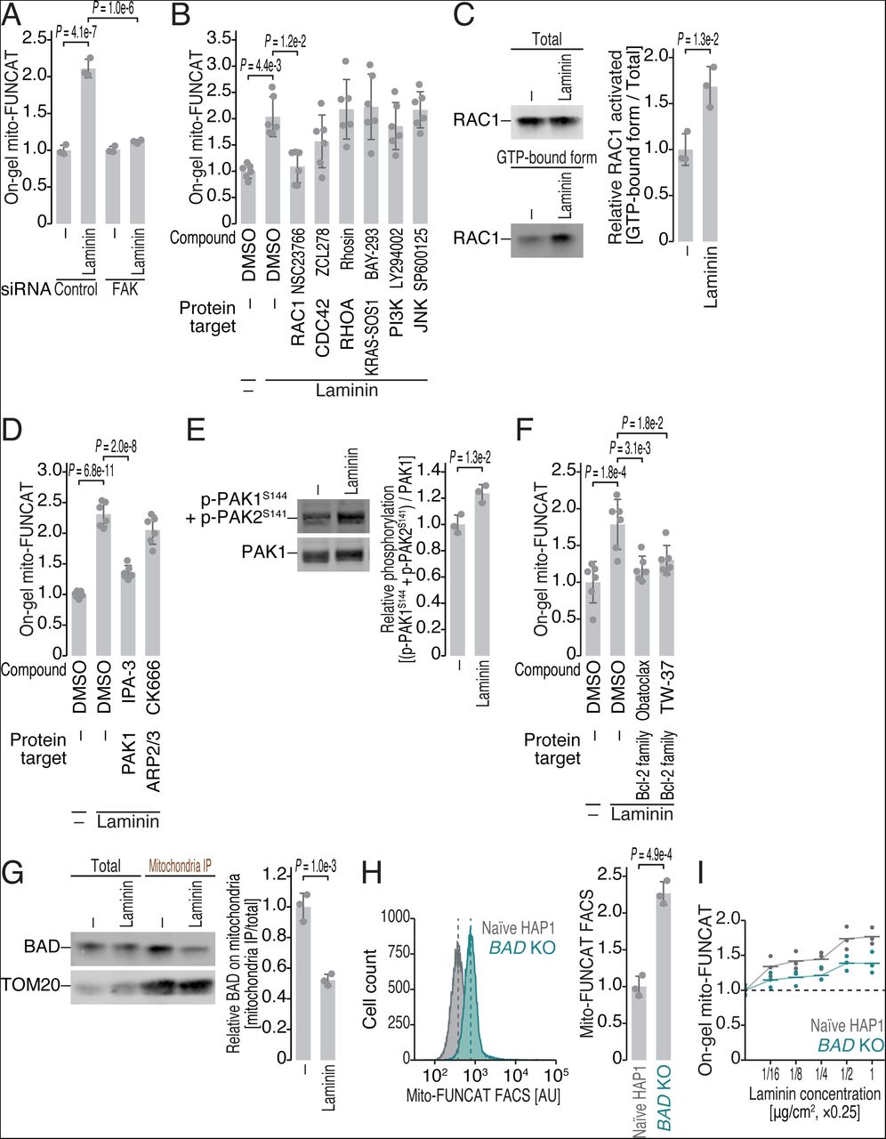 (A) On-gel FUNCAT experiments to monitor mitochondrial translation with <t>siRNA</t> transfection to knock down <t>FAK.</t> (B, D, and F) On-gel FUNCAT experiments to monitor mitochondrial translation under treatment with the indicated compounds at the following concentrations for 12 h: NSC23766, 200 μM; ZCL278, 100 μM; Rhosin, 50 μM; BAY-293,1 μM; LY294002, 10 μM; SP600125, 20 μM; IPA-3, 5 μM; CK666, 25 μM; obatoclax, 2 μM; TW-37, 10 μM. (C) Western blotting of RAC1 protein in the total cell lysate and in the GTP-bound fraction pulled down with the p21-binding domain (PBD) of PAK1. The quantified relative amount of RAC1 in the GTP-bound, activated form is shown. (E) Western blotting of total PAK1 protein and the phosphorylated form (at S144 and S141). The quantified relative amount of phosphorylated PAK1 is shown. (G) Western blotting of total BAD protein in the total lysate and in the mitochondria immunoprecipitated (IP) fraction with anti-TOM22 antibody. (H) Representative distribution of Cy3-conjugated HPG signals normalized to AF647-labeled TOMM20 signals in the indicated cell lines (left). The dashed line presents the mean of the distribution. The quantification is shown on the right. The distribution of unnormalized Cy3-conjugated HPG signals and AF647-labeled TOMM20 signals are shown in . (I) On-gel FUNCAT experiments to monitor mitochondrial translation in naïve and BAD KO HAP1 cells with a titrated concentration of laminin pretreatment. For A-H, data from replicates (points, n = 3 for A, C, E, G, and H; n = 6 for B, D, and F), the mean values (bars), and the s.d.s (errors) are shown. The p values were calculated by Student’s t test (two-tailed) (C, E, G, and H) and by the Tukey‒Kramer test (two-tailed) (A, B, D, and F). For I, data from three replicates and the mean values (bars) are shown. See also . 