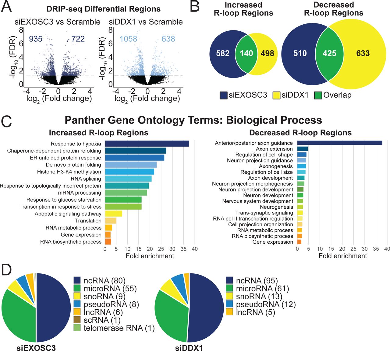 Exosc3 Sirna 2 Integrated DNA Technologies Bioz