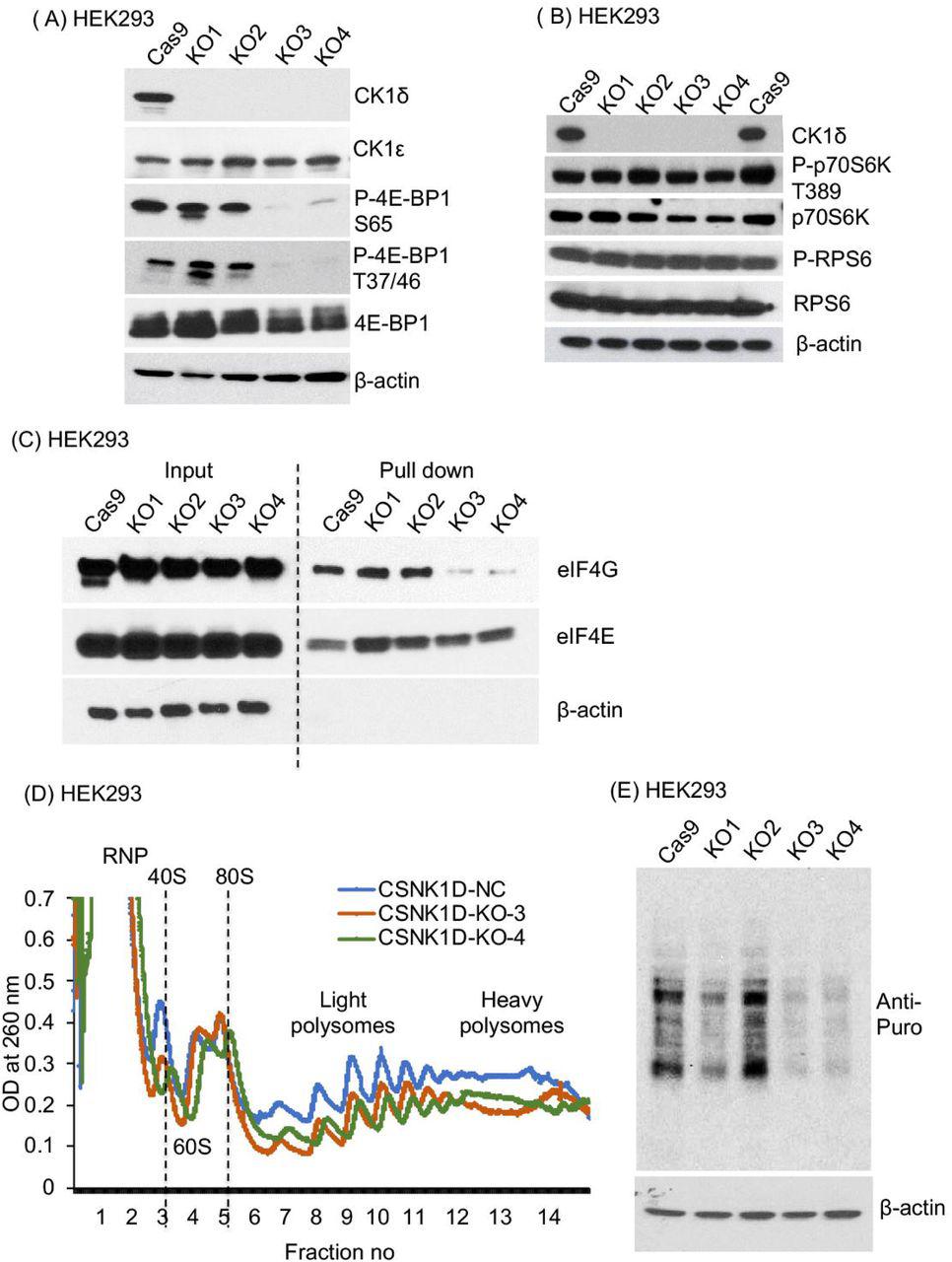 The HEK293 cell line was targeted for CK1δ-/- knockout by the CRISPR-Cas9 system, using 2 different single guide RNA (sgRNA) sequences. Knockout clones were selected from single cells by GFP sorting followed by serial dilution, and gene editing was confirmed by sequencing. KO1 and KO2 had mono-allelic knockout of CK1δ, and KO3 and KO4 has bi-allelic knockout of CK1δ (Figure S1A). (A-B) Four clones of CK1δ knockout, KO1-4, were compared with the vector Cas9 in HEK293 for the levels of CK1δ, <t>CK1ε,</t> <t>4E-BP1,</t> p70S6K, RPS6, and actin by immunoblotting. (C) The same CK1δ knockout clones of HEK293 and Cas9 HEK293 cells were processed for the cap binding assay using m 7 GTP agarose beads to pull down cap binding proteins, which were then analyzed by immunoblotting. The ratio of eIF4G in the pulldown relative to the input cell lysate is an index of eIF4F assembly. (D) Polysome profiling was performed the in HEK293 cells with CK1δ knockout clones KO3 and KO4, in comparison to the control HEK293 cells with non-targeting Cas9. X-axis showed the sedimentations or fractions collected from 10–50% sucrose density gradient centrifugation. Y-axis showed the OD260 UV recording of RNA abundance. Data shown were the average of three experiments. RNP, ribonuclear protein; 40S, 40S small ribosome subunit; 60S, 60S large ribosome subunit; 80S, 80S monosome. (E) The same CK1δ knockout clones of HEK293 and Cas9 HEK293 cells were grown in 1μg/ml puromycin for 30 minutes. Cell lysates were subjected to Western blotting using the anti-puromycin antibody in the SUnSET assay.
