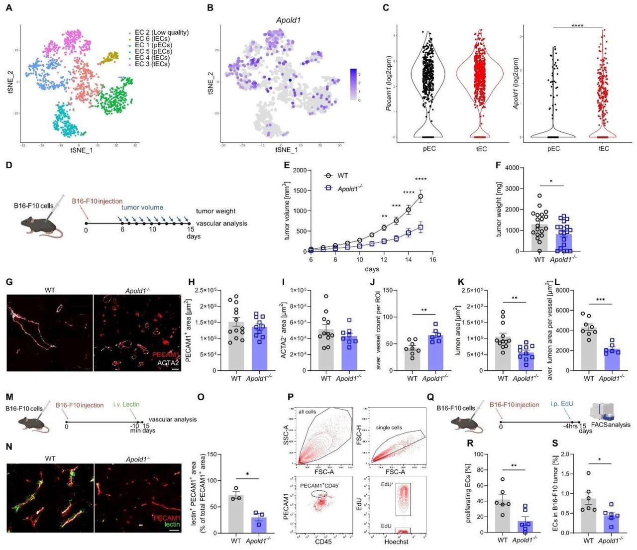 Fluorescein Labeled Tomato Lectin Vector Laboratories Bioz