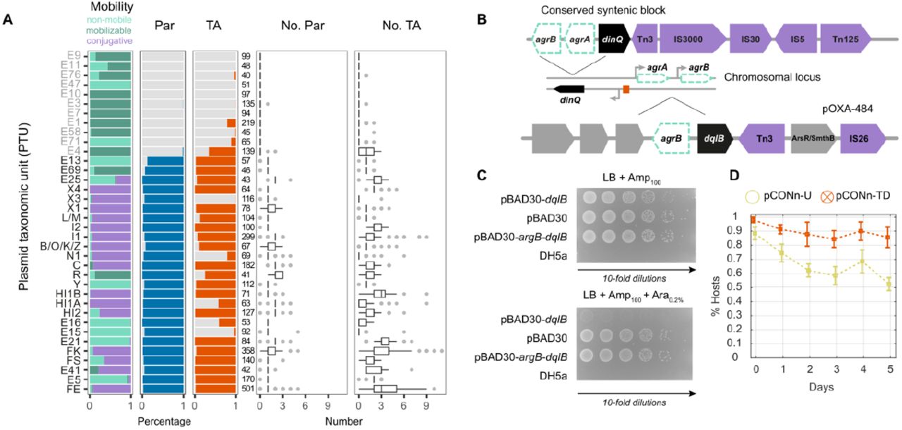 (A) Presence of partition (Par) and TA systems in KES plasmid taxonomic units. PTUs of small plasmids (<19Kb) are written in gray; PTUs of large plasmids (≥19Kb) are written in black. Horizontal stacked bar graphs show the fraction of plasmid mobility in the PTU and the systems presence in plasmids and the distribution of system instances per plasmid. (B) Structure of a conserved syntenic block including dinQ -like gene in X3 plasmids. The chromosomal dinQ in <t>E.</t> <t>coli</t> is presented together with the agrB - dqlB locus in plasmid pOXA-484 in E. coli strain EC-JS316. (C) Toxicity assay of the agrB-dqlB locus from pOXA-484. Growth of E. coli DH5α cells carrying either no plasmid, the empty vector control plasmid (pBAD30), the argB - dqlB locus from plasmid pOXA-484 in E. coli EC-JS316 (pBAD30- agrB - dqlB ), or the dqlB carrying plasmid (pBAD30- dqlB ). The samples were plated on medium selective for ampicillin resistance (LB+Amp 100 ) and selective plates supplemented with Arabinose (LB+Amp 100 +Ara 0,2% ). The expression of dqlB locus is induced in the presence of Arabinose via P BAD . The presented results are representative of three independent replicates. (D) Stability of plasmid pCONn-TD comprising the agrB - dqlB locus from plasmid pOXA-484 as evaluated in a serial transfer experiment under non-selective conditions (n=6). 