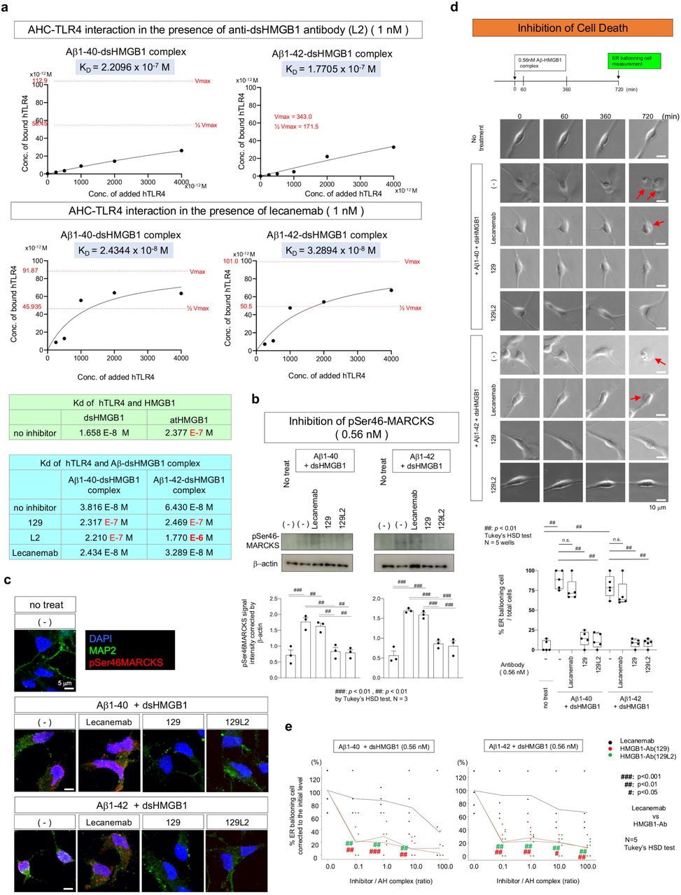 a) Inhibition of the <t>TLR4</t> – Aβ-dsHMGB1 complex interaction by two types of anti-dsHMGB1 antibody and anti-Aβ antibody was evaluated by ELISA. b) Western blot analysis of MARCKS phosphorylation at Ser46 of normal iPSC-derived neurons before and 30 min after addition of 0.56 nM Aβ-dsHMGB1 complex with or without 0.56 nM lecanemab, anti-dsHMGB1 antibody (CC129) or another anti-dsHMGB1 antibody (CC129L2). Lower graphs show intensities of the band signals corrected with GAPDH. **: p<0.01 in Tukey’s HSD test (N=3 wells per group). c) Immunohitochemistry of normal iPSC-derived neurons after addition of 0.56 nM of Aβ-dsHMGB1 complex with 0.56 nM lecanemab, anti-dsHMGB1 antibody (CC129) or another anti-dsHMGB1 antibody (CC129L2). **: p<0.01 in Tukey’s HSD test (N= 4 wells). d) Live imaging of normal human iPSC-derived neurons cultured during 720 min after addition of 0.56 nM Aβ-dsHMGB1 complex to the medium with one of the three antibodies. Upper panels show representative images of ER ballooning in neurons and lower graphs show the ratio of ER ballooning neurons to total neurons. Mean values of 5 visual fields from 3 wells were quantified. **: p<0.01 in Tukey’s HSD test (N=3 wells). e) The similar live imaging was performed with human iPSC-derived neurons in culture medium added with different concentrations of inhibitors (CC129, CC129L2 and lecanemab). Statistic differences are shown in the suppressive effect of neuronal death evaluated by ER ballooning. *: p<0.05, **: p<0.01, ***: p<0.001 in Tukey’s HSD test (N=3 wells). 