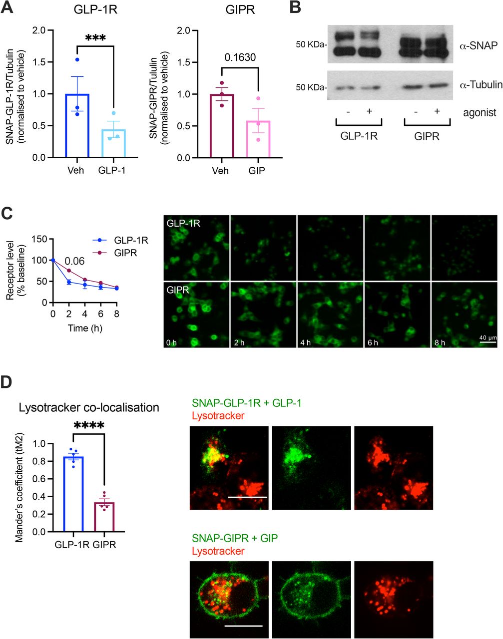 ( A ) Western blot assessment of SNAP-GLP-1R or GIPR over tubulin levels in INS-1 832/3 SNAP-GLP-1R or SNAP-GIPR cells with or without stimulation with 100 nM GLP-1 or GIP, respectively, for 6 hrs in the presence of the protein synthesis inhibitor cycloheximide; n =3. ( B ) Representative Western blot results from (A). Note that the top bands were used to quantify the SNAP-receptor levels, as they correspond to the glycosylated forms of the receptors, known to be biologically active and correctly inserted at the plasma membrane . ( C ) Percentage of GLP-1R vs GIPR, labelled with the cell-permeable SNAP-tag probe BG-OG, and corresponding representative images from INS-1 832/3 SNAP-GLP-1R or SNAP-GIPR cells with or without stimulation with 100 nM GLP-1 or GIP, respectively, for the indicated times in the presence of cycloheximide; n =4. ( D ) Percentage of co-localization (Mander’s coefficient) and representative images of SNAP-GLP-1R vs -GIPR (labelled with SNAP-Surface 649) with Lysotracker Green in INS-1 832/3 SNAP-GLP-1R or SNAP-GIPR cells stimulated with 100 nM GLP-1 or GIP for 1 hr; n =5. Data are mean ± SEM, compared by ratio-paired or unpaired t-test or two-way ANOVA with Sidak’s post-hoc test; ***p<0.001, ****p<0.0001.