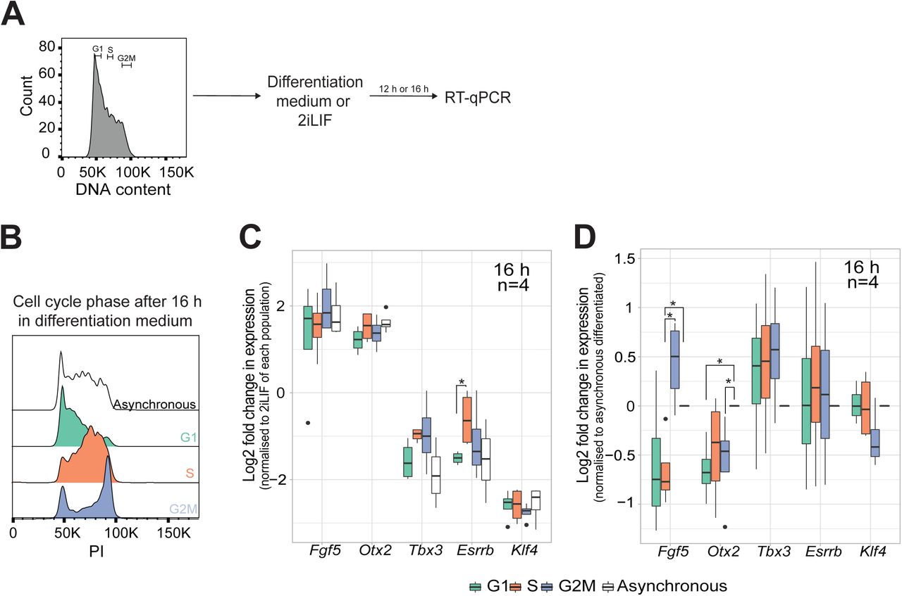 Hoechst 33342 Becton Dickinson Bioz