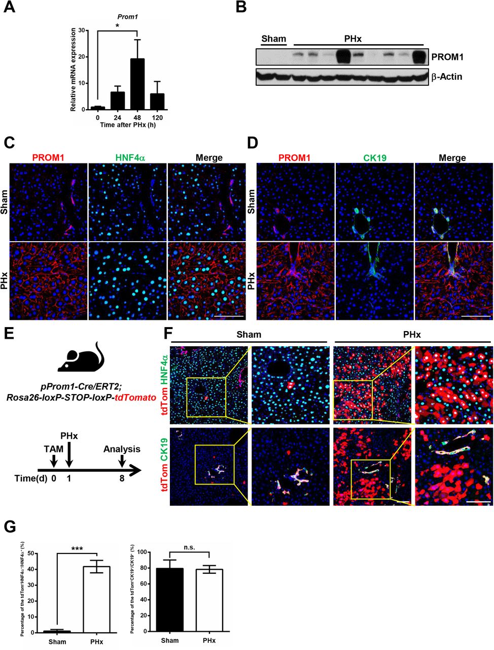 Rosa26 Tdtomato C57bl 6 Mice The Jackson Laboratory Bioz