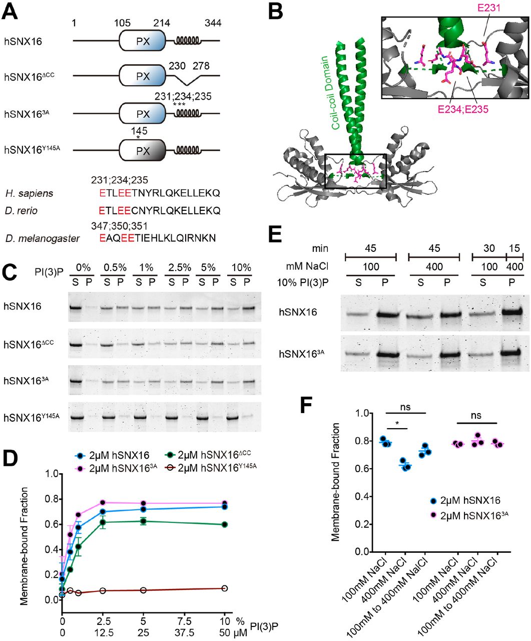 (A) Schematic of hSNX16 constructs. (B) Location of hSNX16 CC mutations on hSNX16 PXCC dimer (PDB# 5gw0; . CC domains are shown in green, and glutamates in magenta. (C-F) Liposome co-sedimentation assays. Purified hSNX16 variants were incubated with liposomes of the indicated composition and pelleted. Representative Coomassie staining of supernatant (S) and pellet (P) fractions is shown in (C) and (E). (C, D) Liposomes composed of <t>80%</t> <t>DOPC,</t> 15% <t>DOPE,</t> 5% DOPS, and PI(3)P (0.5%, 1%, 2.5%, 5%, and 10%; with a corresponding decrease in PC). PI(3)P-dependent lipid binding of purified hSNX16 CC domain mutants is not significantly different from wild type hSNX16. Y145A mutation abolishes PI(3)P binding of hSNX16 as previously reported . (E, F) Binding of wild type hSNX16 is more salt-sensitive than hSNX16 3A . Liposomes (70% PC, 15% PE, 5% PS, and 10% PI(3)P) were incubated for 45 min with purified hSNX16 and the indicated NaCl concentrations before pelleting. In the last condition, hSNX16 and liposomes were incubated in 100 mM NaCl for 30 min, and then NaCl was added to a final concentration of 400 mM for 15 min before pelleting. Quantification is a result of three independent experiments, analyzed using Kruskal-Wallis test followed by Dunn’s multiple comparisons test. Data are represented as mean ± SEM. *p < 0.05.