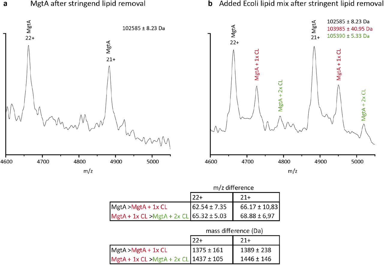 Purified MgtA solubilized in 3x CMC DDM was analysed by native MS (a) in the absence or (b) presence of total <t>E.</t> <t>coli</t> lipid extract. Total E. coli lipid extract contains only 9.8 % CL, while the remaining lipids are 57.5 % PE, 15.1 % PG and 17.6 % unknown (Avanti Polar Lipids). The left spectrum shows the most intense charge states 22+ and 21+ of purified MgtA after lipid removal by high CMC DDM. The right spectrum exhibits MgtA as seen after incubation with E. coli lipid mixture. This sample was washed with 3x CMC DDM to remove weakly bound lipids leaving only the strongest interacting lipids. The spectrum on the right reveals additions of approximately 1400 and 2800 Da (red and green) which correspond to the molecular weight of one and two cardiolipin molecules, respectively. The spectra were recorded in TOF mode and the key MS settings are the voltages (sampling cone, trap collision, transfer collision and trap bias) and pressures (backing pressure, trap cell pressure). These values were 200 V, 150 V, 150 V, 45 V, 6.41 mbar and 2.00×10 −2 mbar respectively.